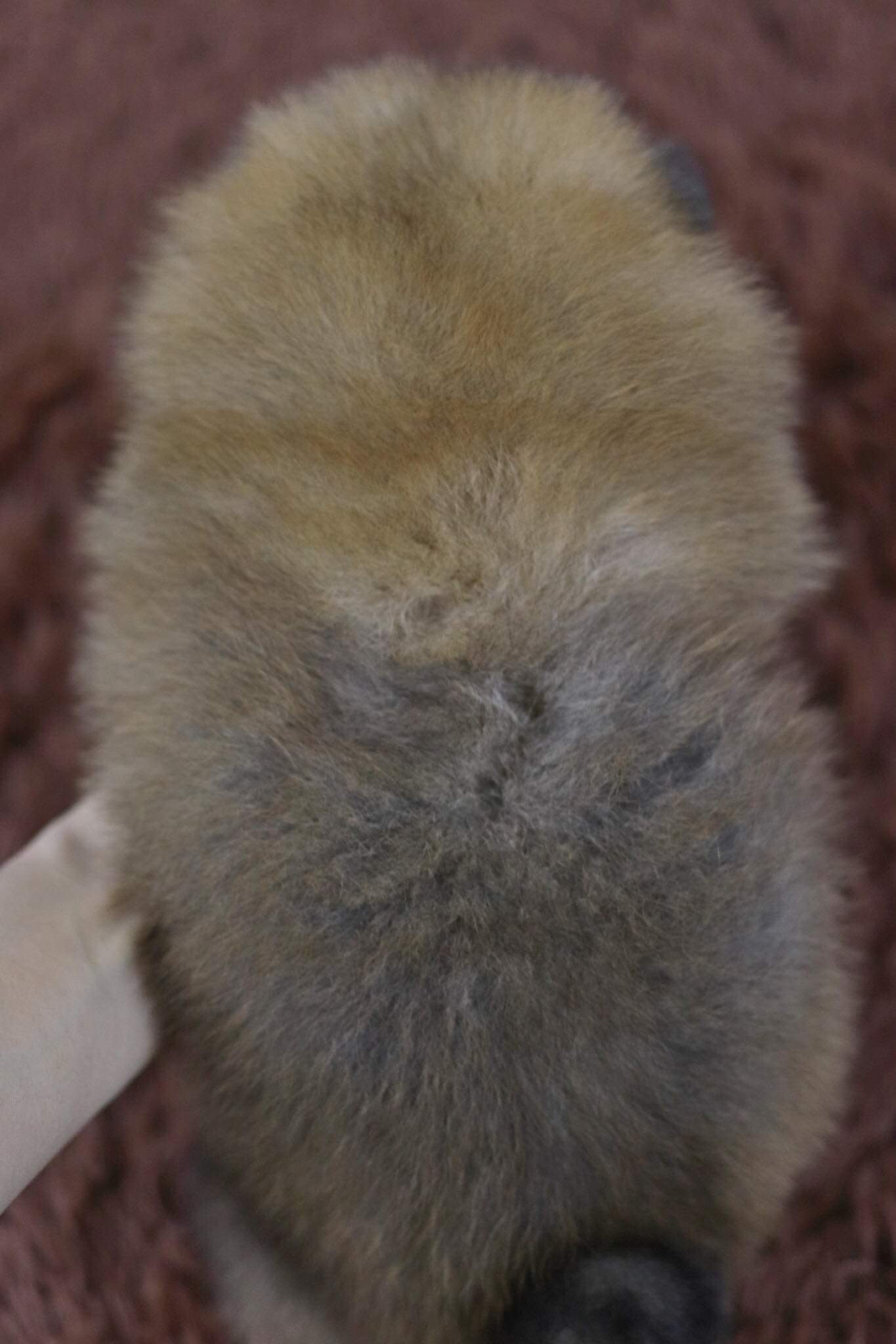 ปอมเมอเรเนียน เพศผู้