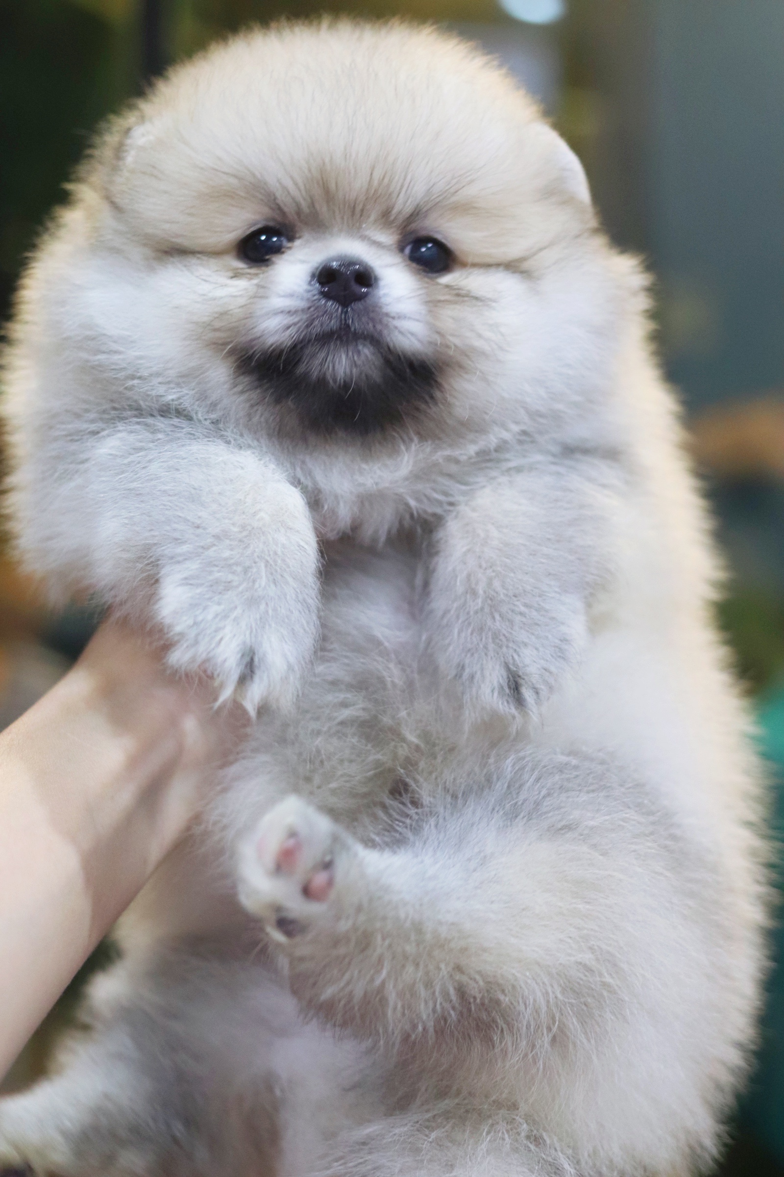 ปอมเมอเรเนียน เพศผู้ สีส้ม