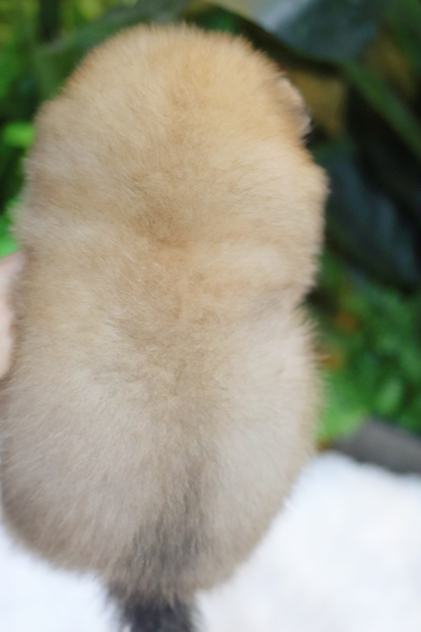 ปอมเมอเรเนียน เพศผู้ สีส้ม