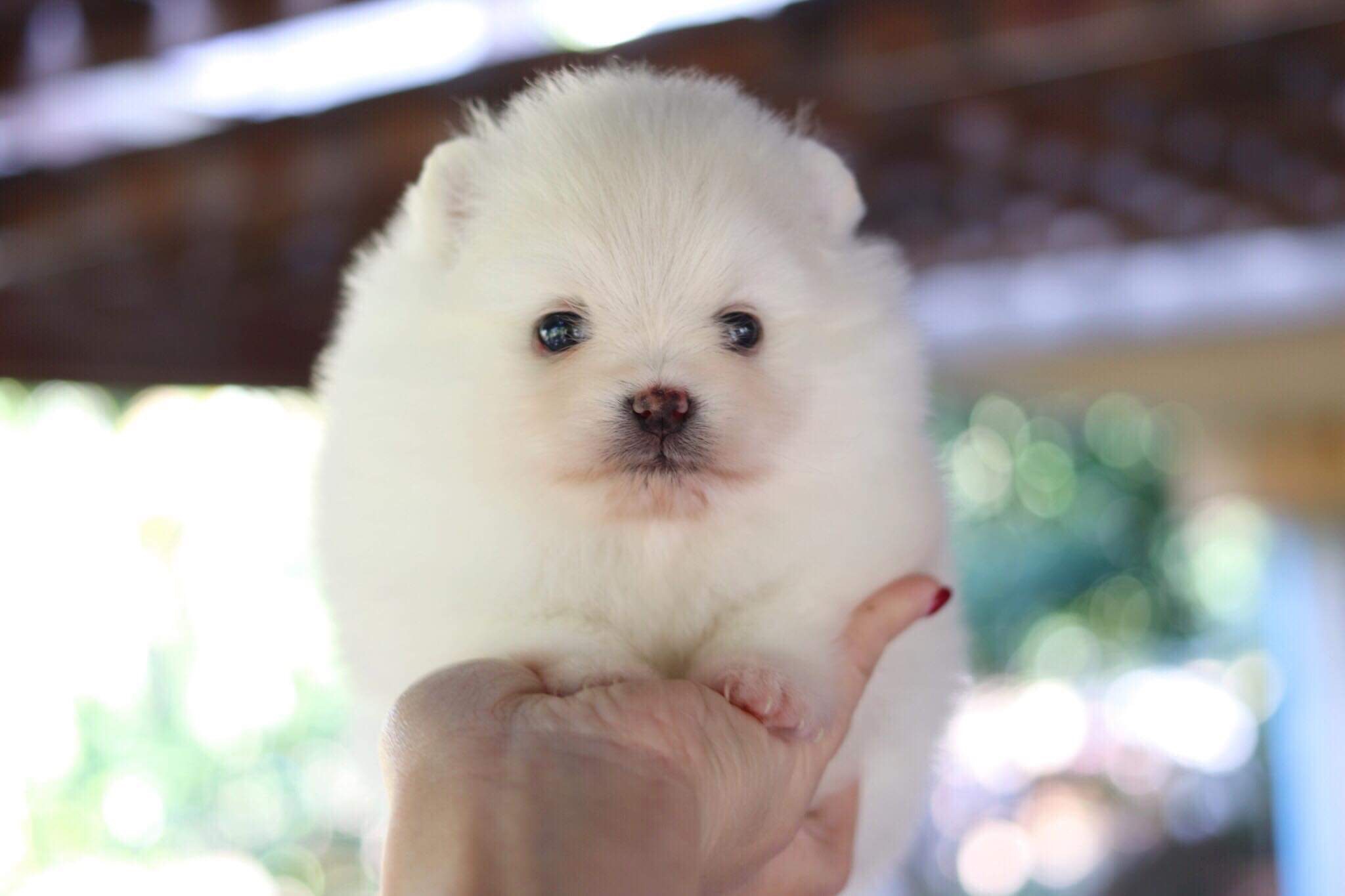 ปอมเมอเรเนียน เพศเมีย