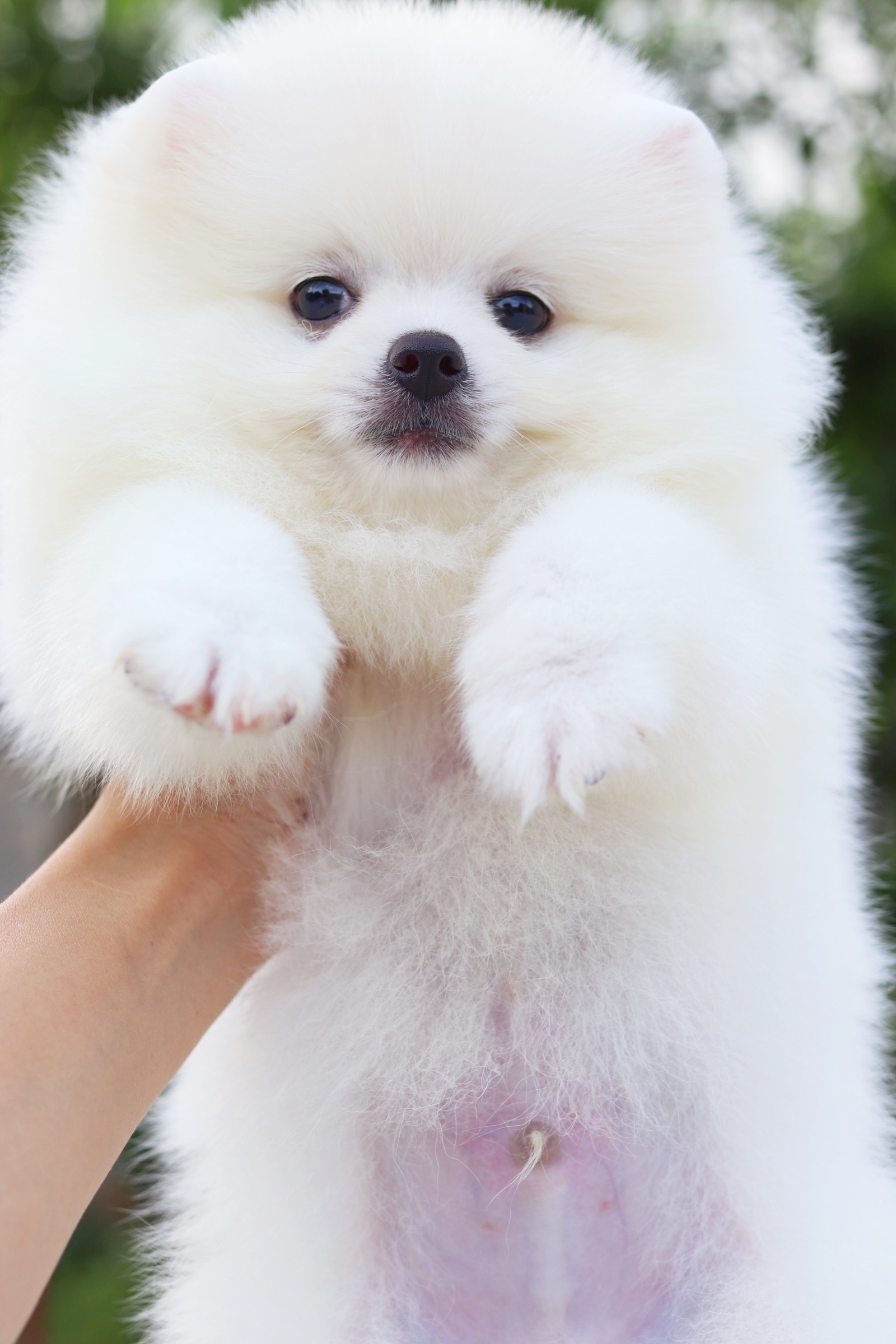 ปอมเมอเรเนียน เพศผู้ สีขาวครีม