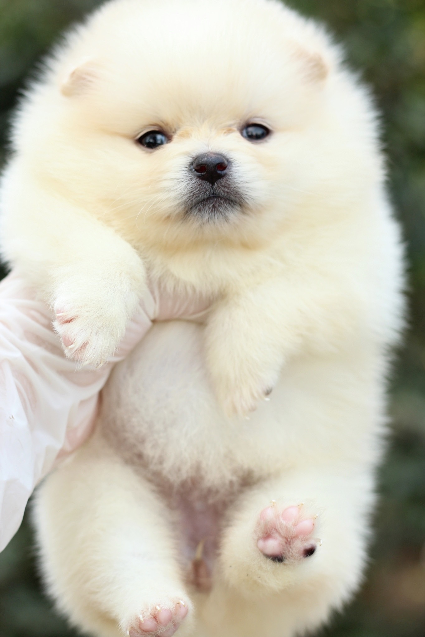 ปอมเมอเรเนียน เพศเมียสีครีม