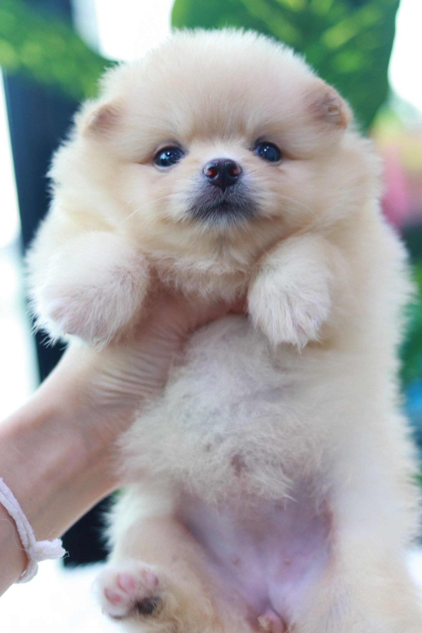 ปอมเมอเรเนียน เพศเมียครีม