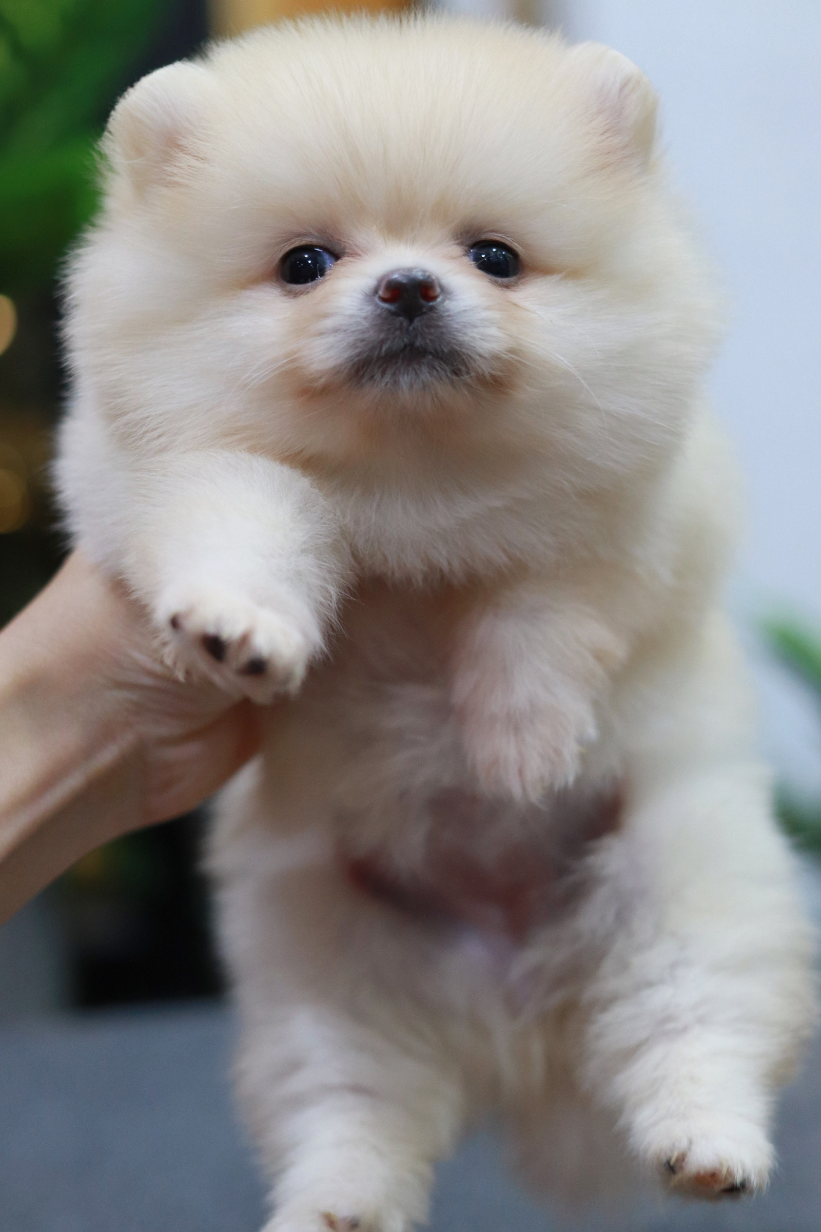 ปอมเมอเรเนียน เพศเมีย