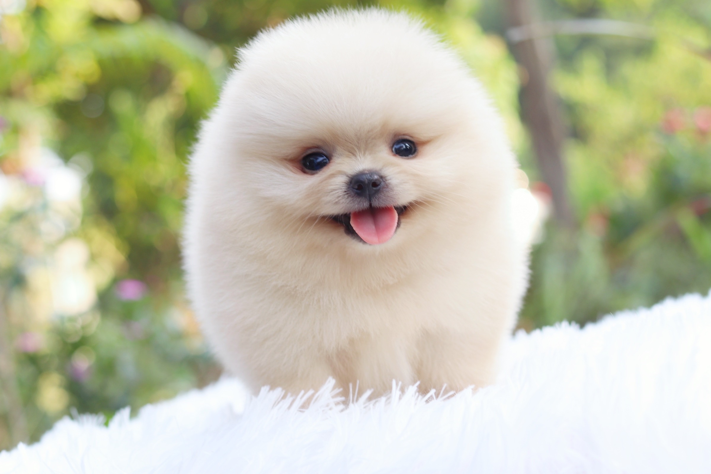 ปอมเมอเรเนียน เพศเมียขาวครีม