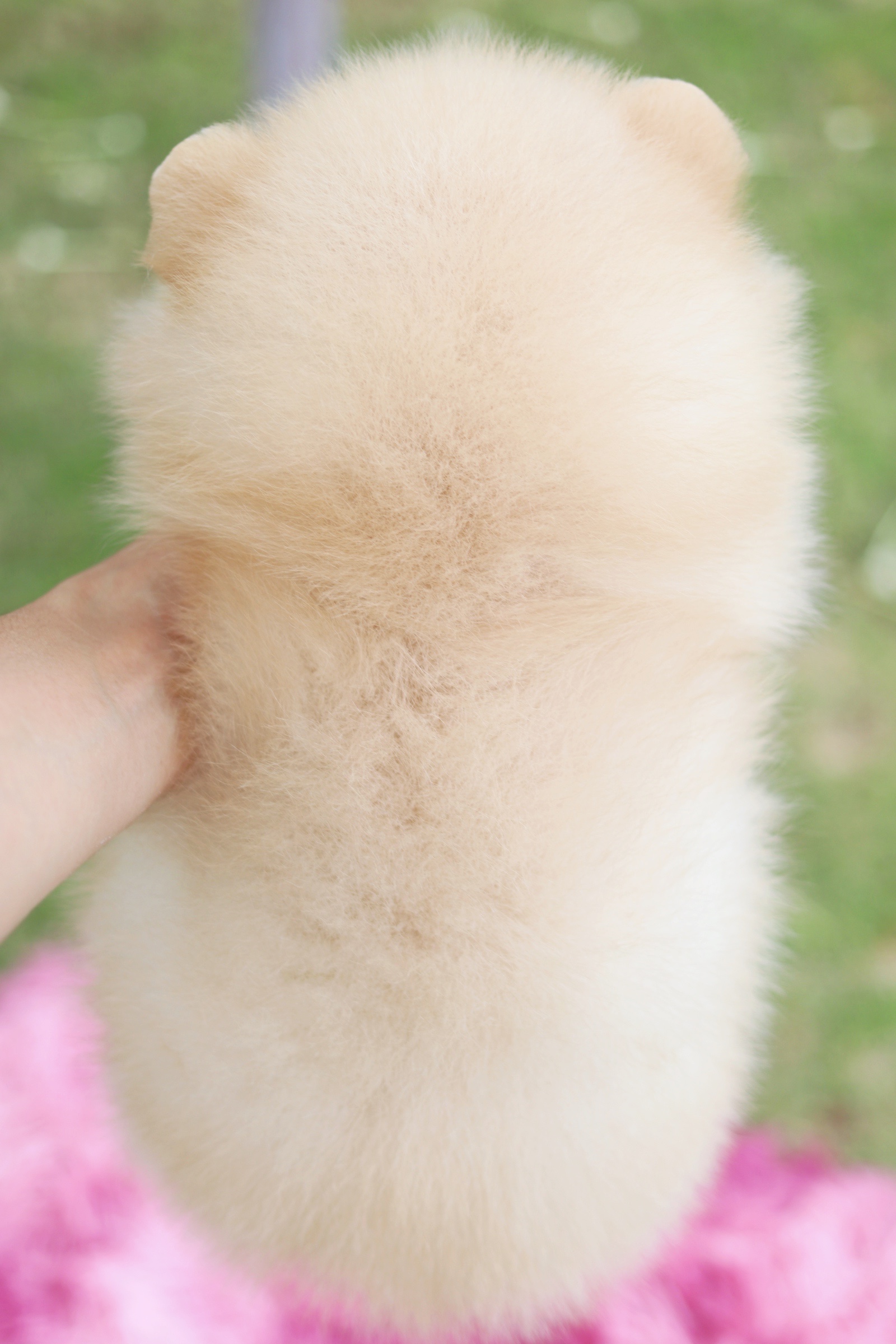 ปอมเมอเรเนียน เพศผู้ สีครีม