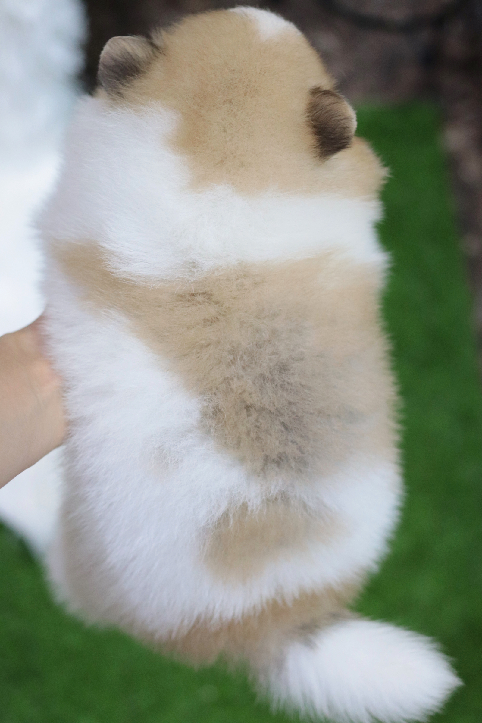 ปอมเมอเรเนียน เพศเมียแฟนซี