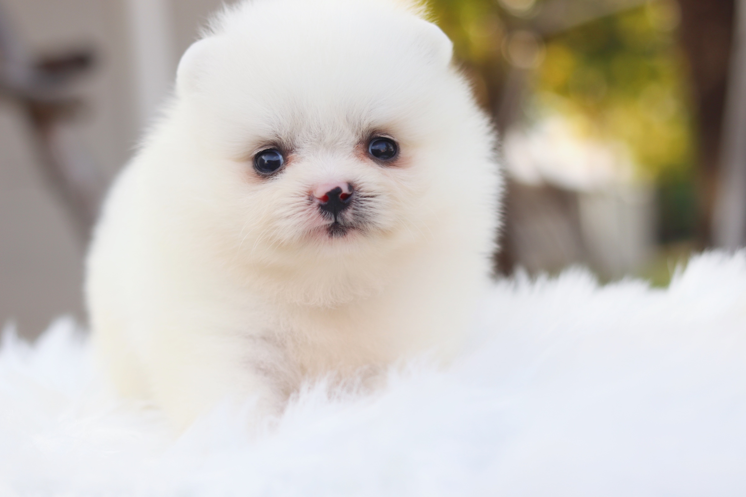 ปอมเมอเรเนียน เพศผู้สีขาวครีม