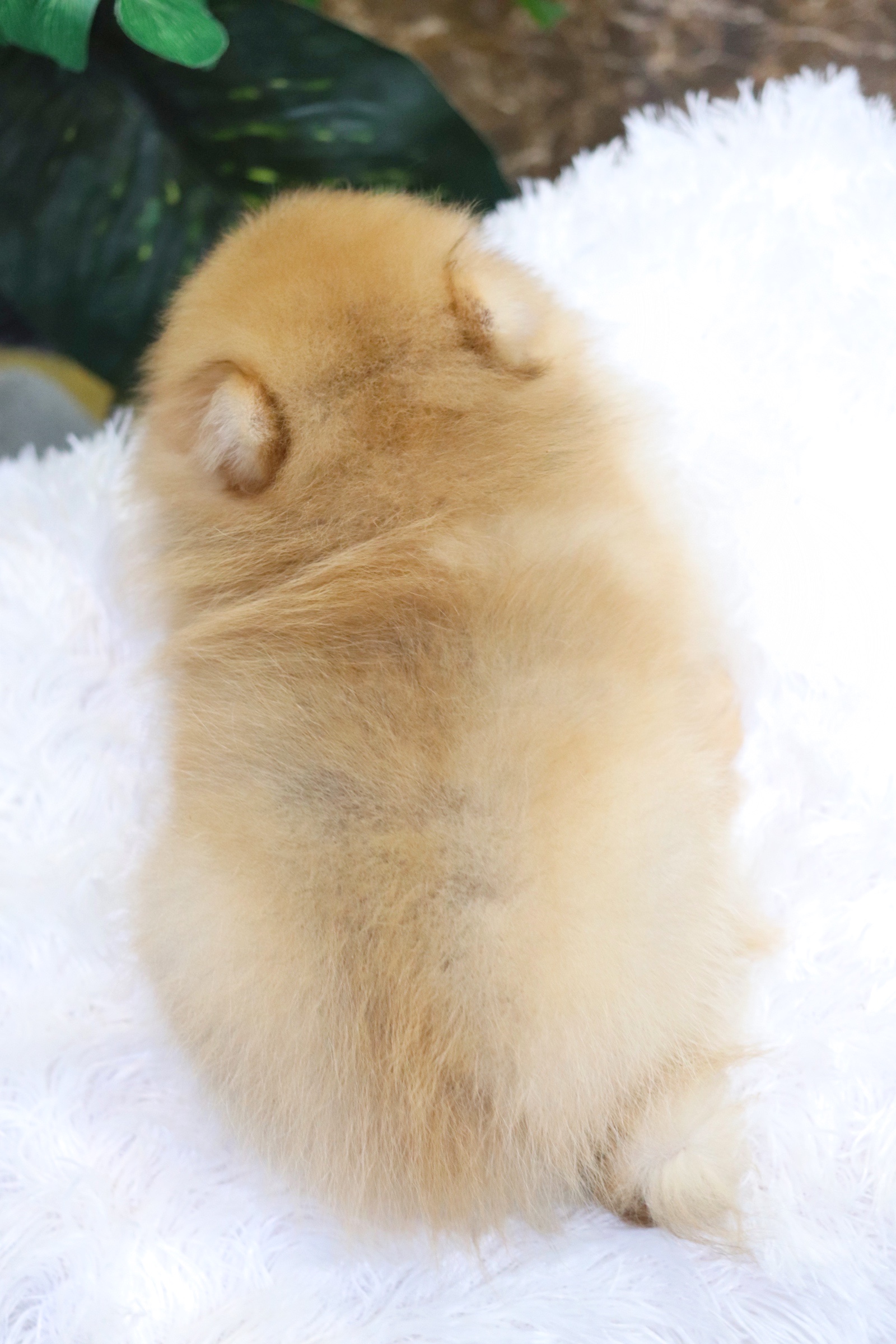 ปอมเมอเรเนียน เพศผู้สีส้ม สามเดือน