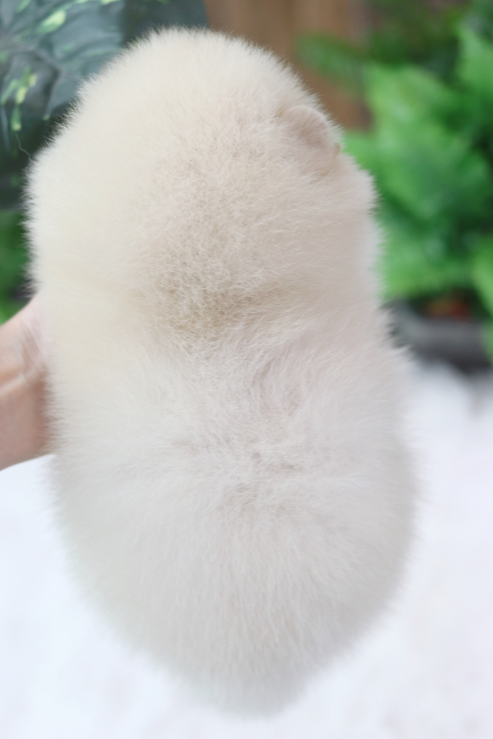 ปอมเมอเรเนียน เพศผู้สีขาวครีม