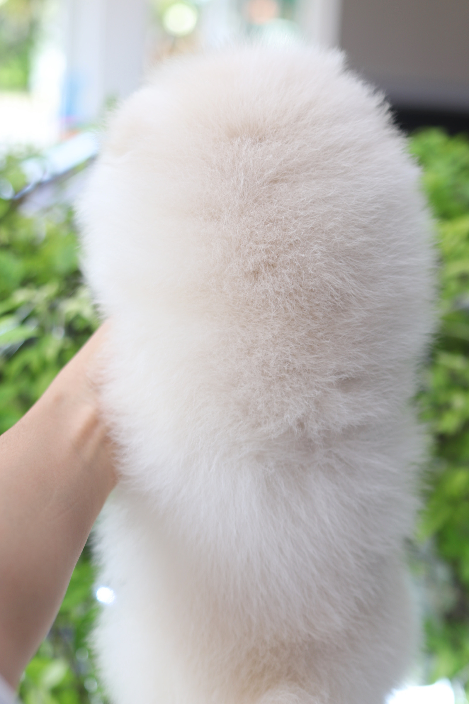 ปอมเมอเรเนียน เพศผู้สีขาวครีม