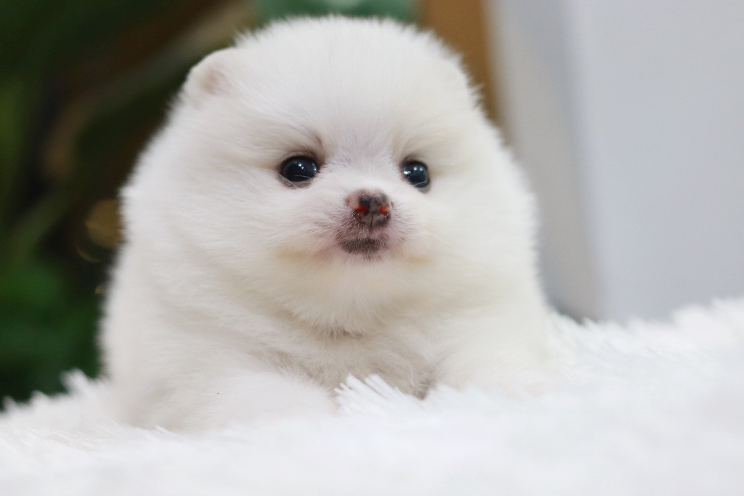 ปอมเมอเรเนียน เพศผู้ ขาว