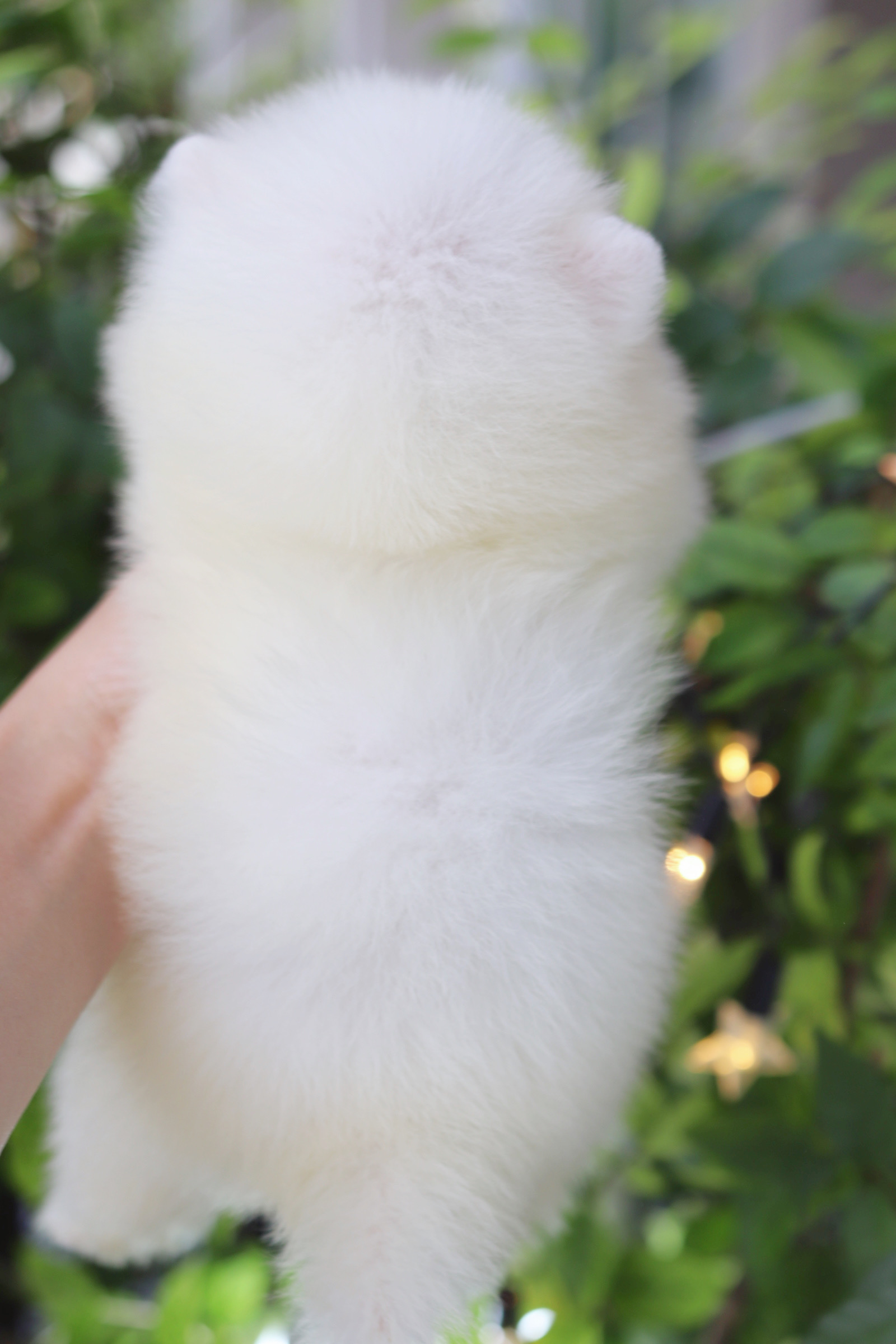 ปอมเมอเรเนียน เพศผู้ สีขาวครีม