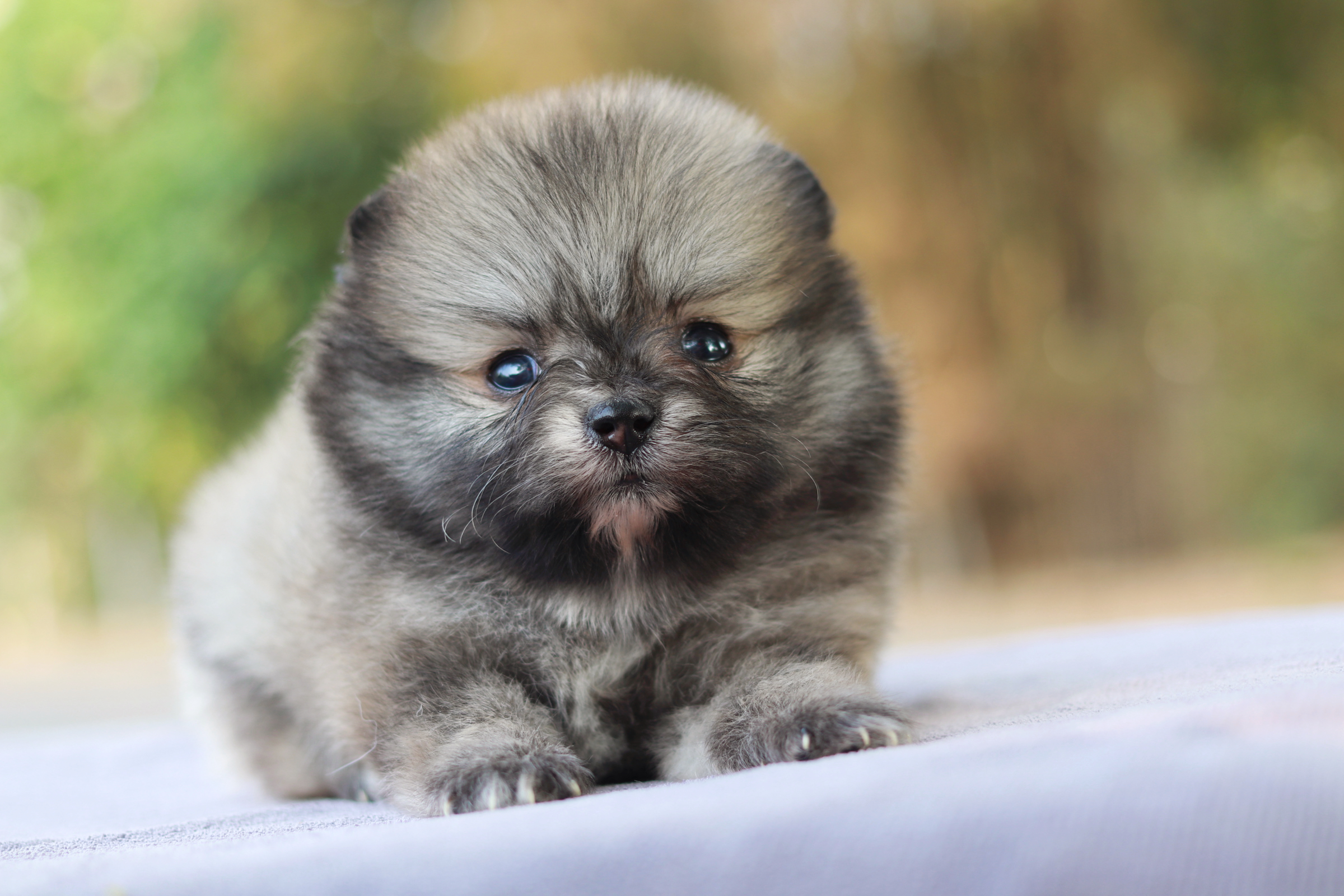 ปอมเมอเรเนียน เพศผู้