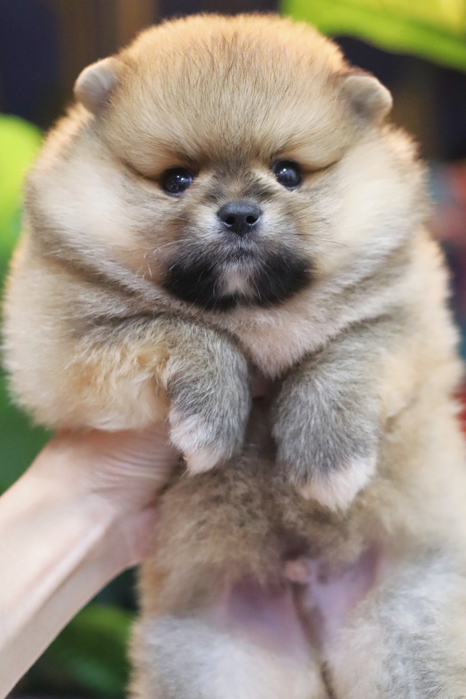 ปอมเมอเรเนียน เพศผู้ สีส้ม