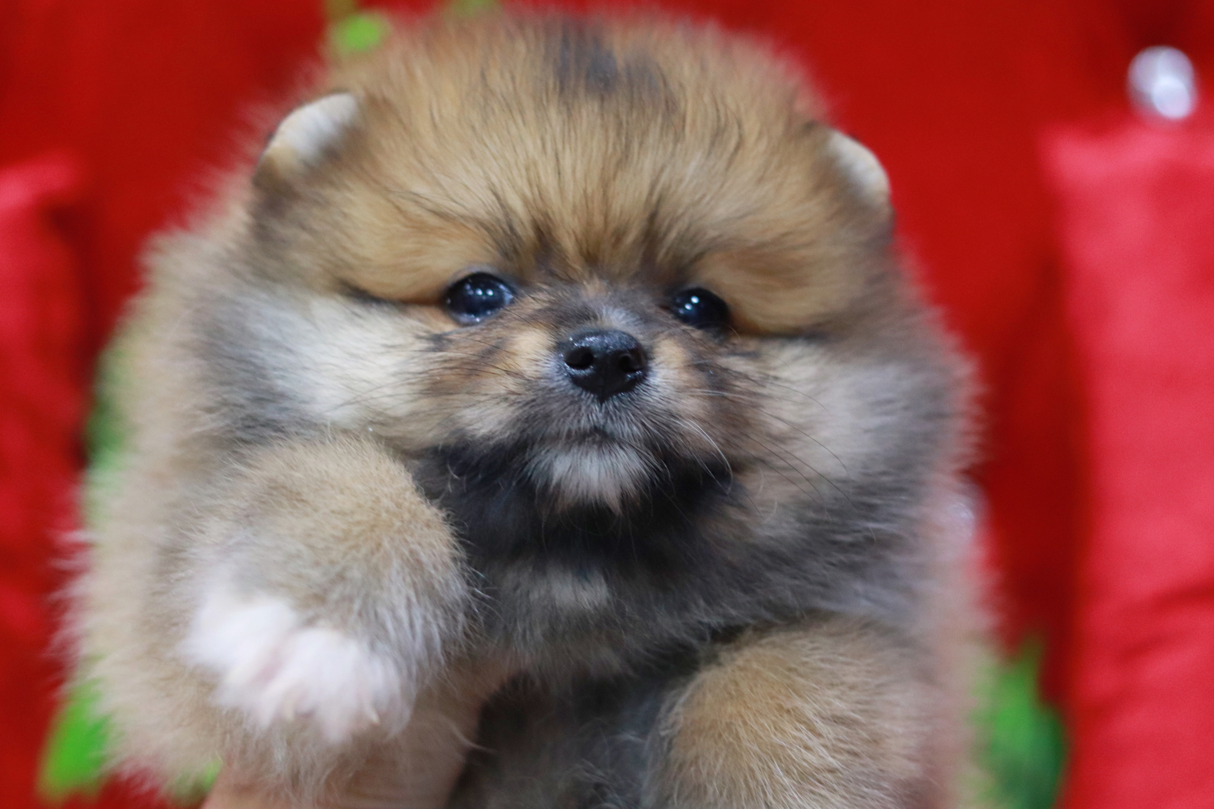 ปอมเมอเรเนียน เพศผู้ส้ม หน้าฟ็อกขรฃนแน่นๆ