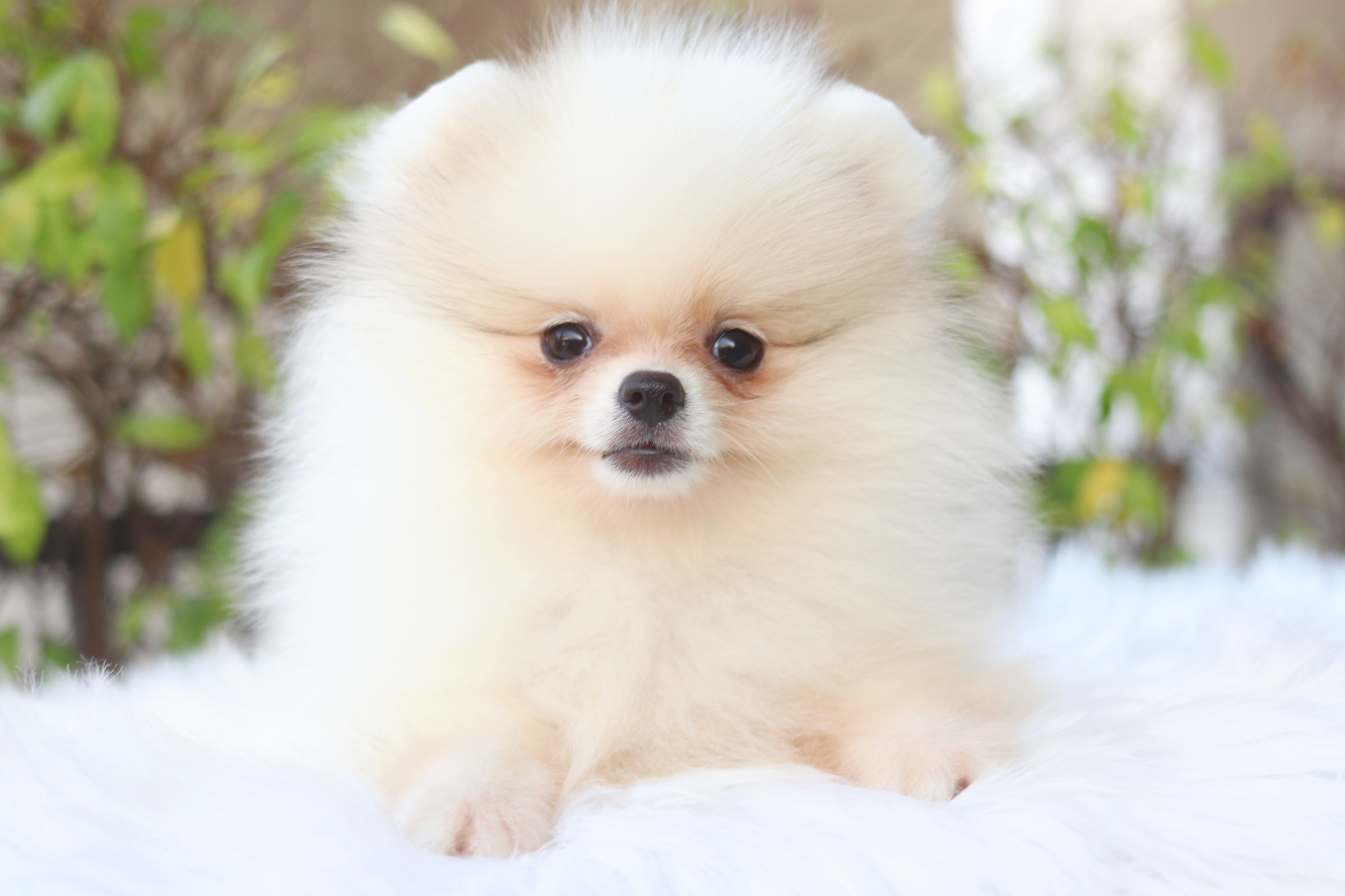 ปอมเมอเรเนียน เพศเมียสีแฟนซี