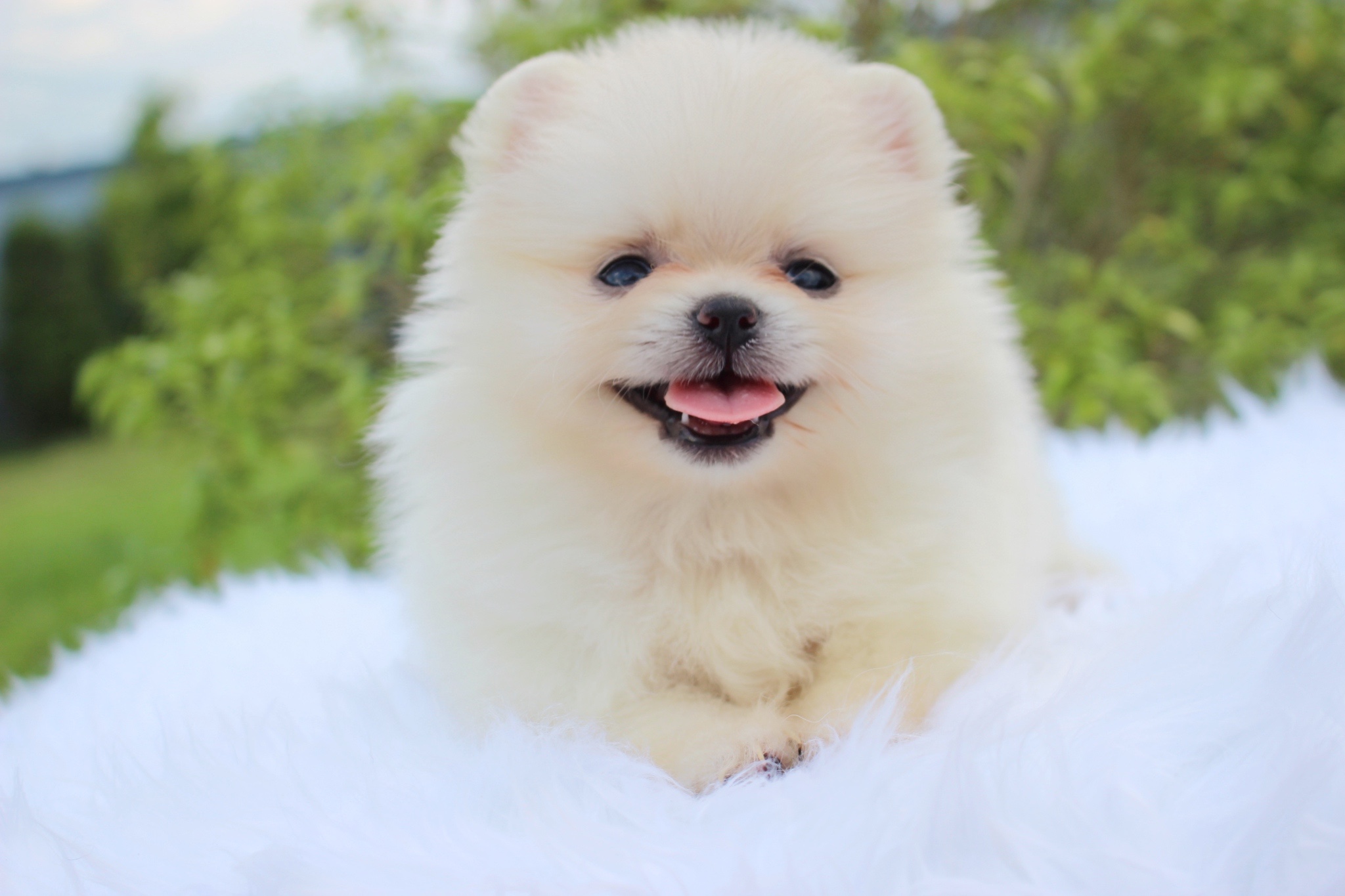 ปอมเมอเรเนียน เพศเมียขาวครีมไซส์เล็ก