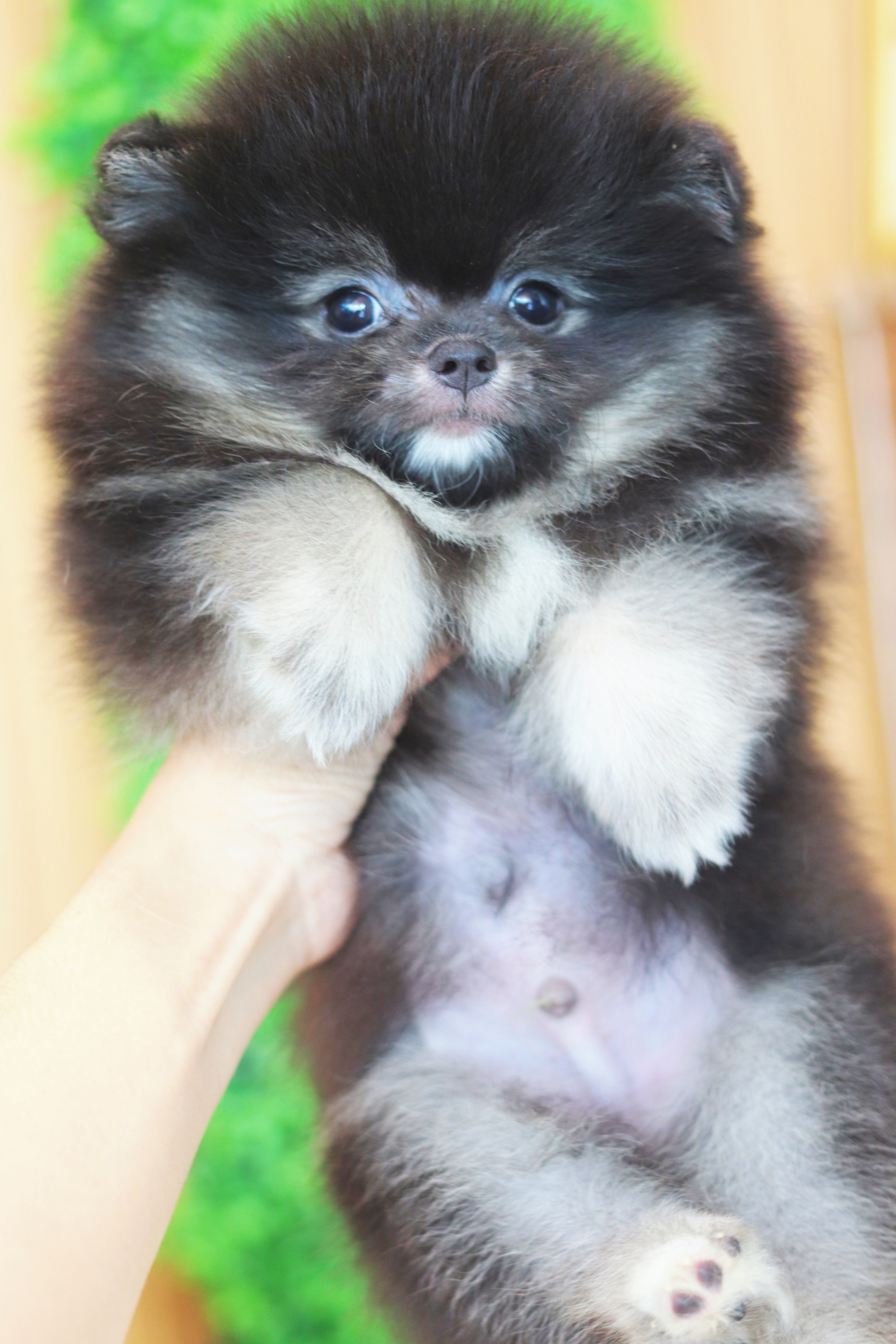 ปอมเมอเรเนียน เพศผู้สีแบล็คแทน