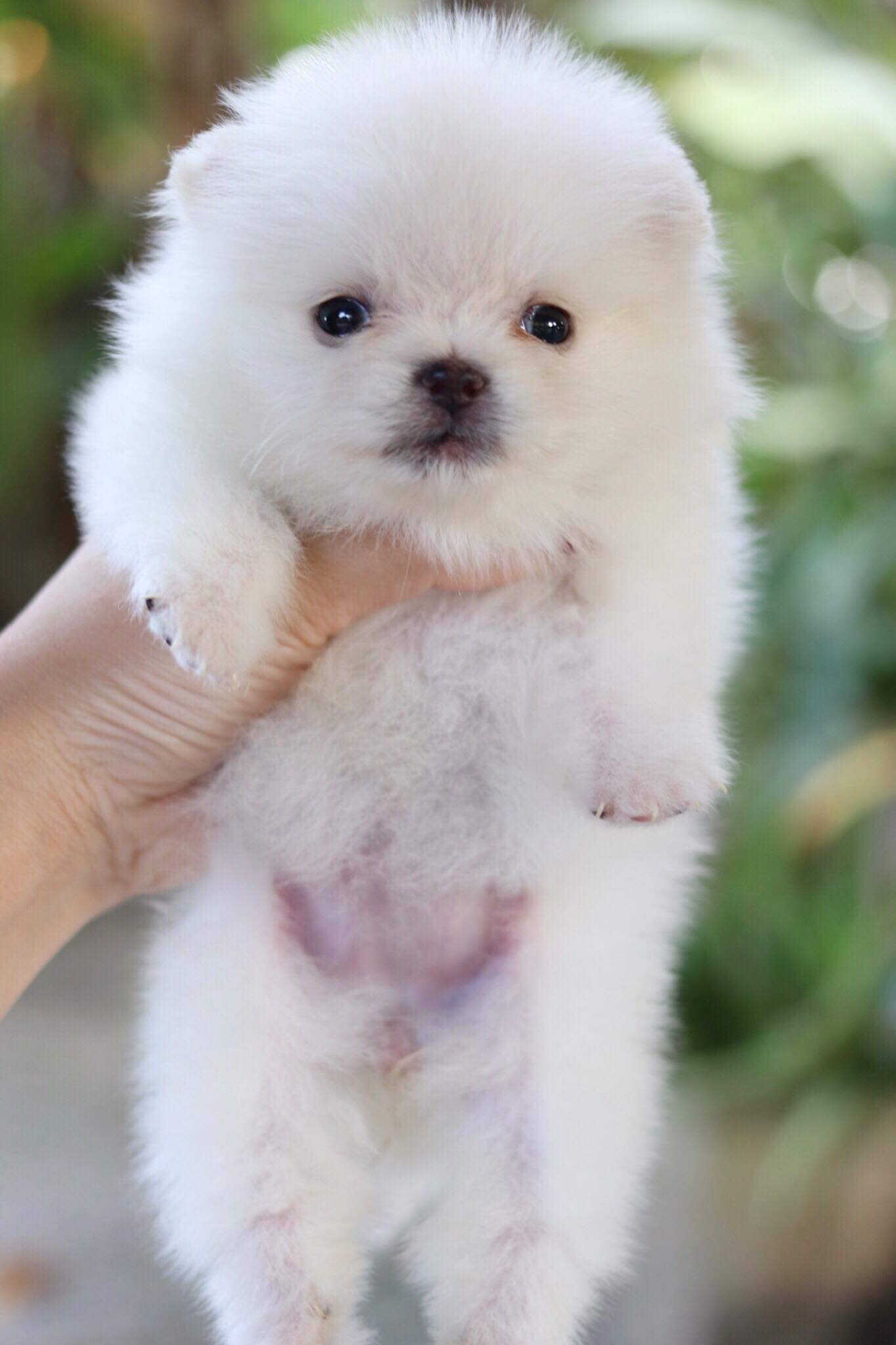 ปอมเมอเรเนียน เพศเมียทีคัพ