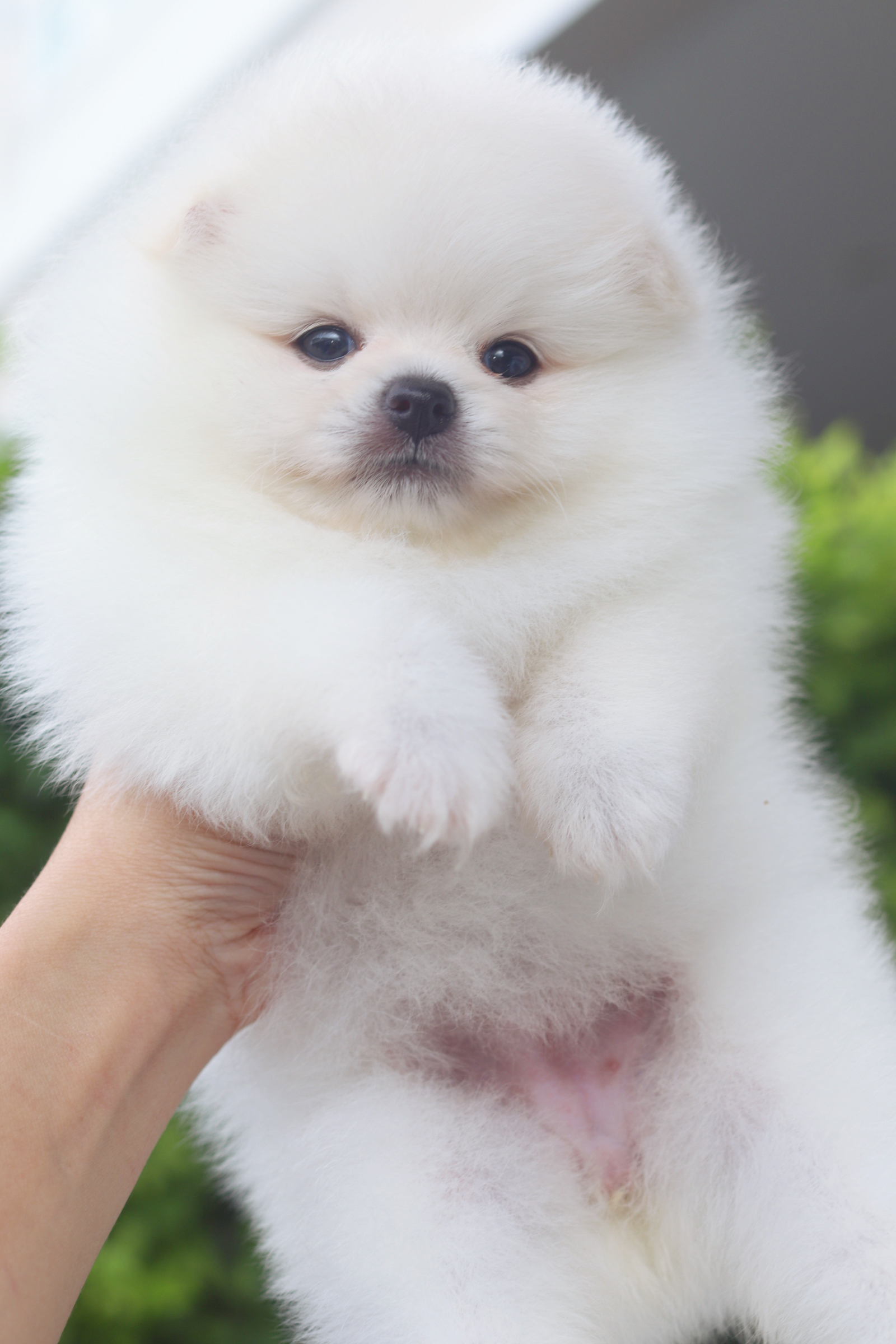 ปอมเมอเรเนียน เพศเมียสีขาวครีม เกรดโชว์