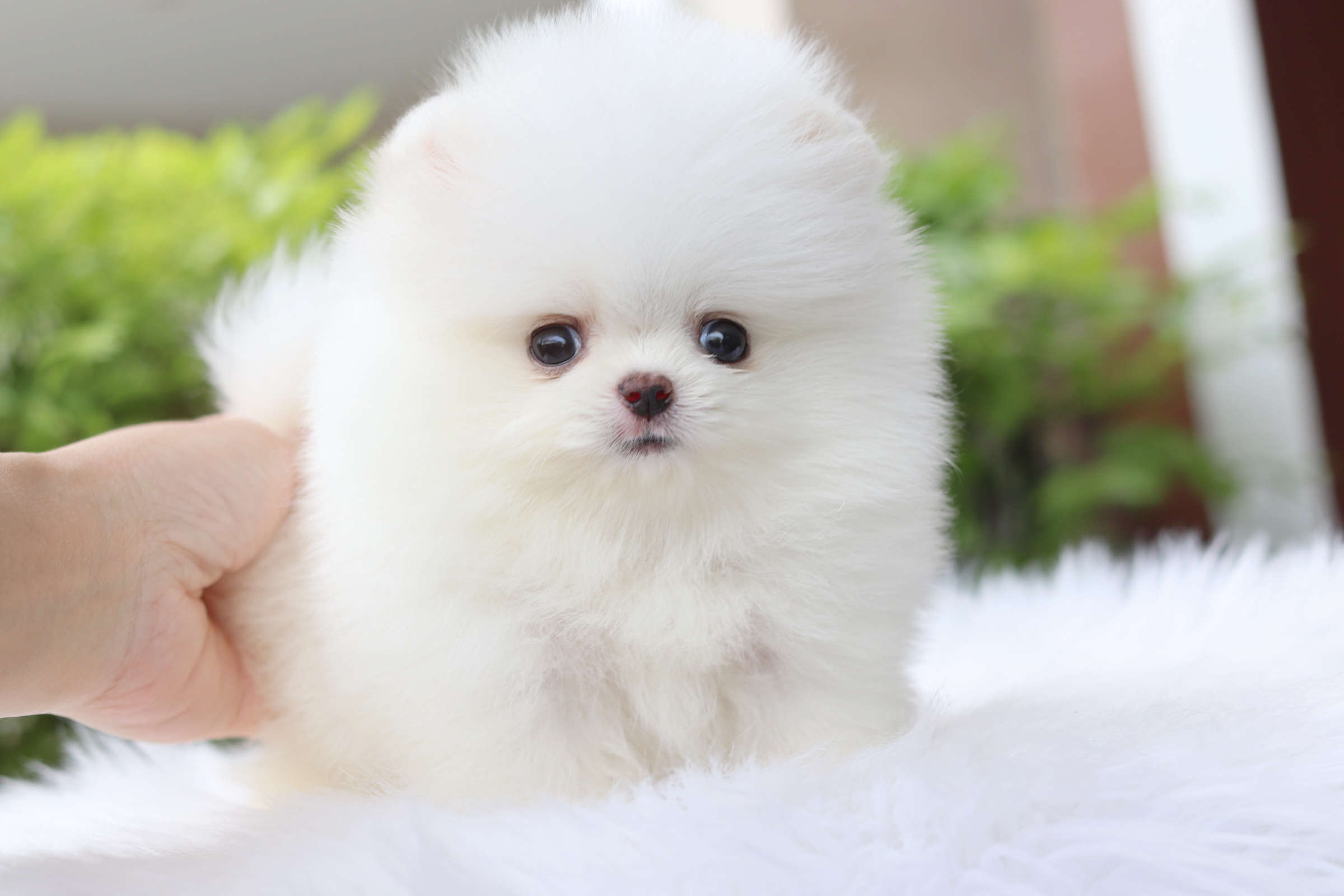 ปอมเมอเรเนียน เพศเมียสีขาวเกรดโชว์