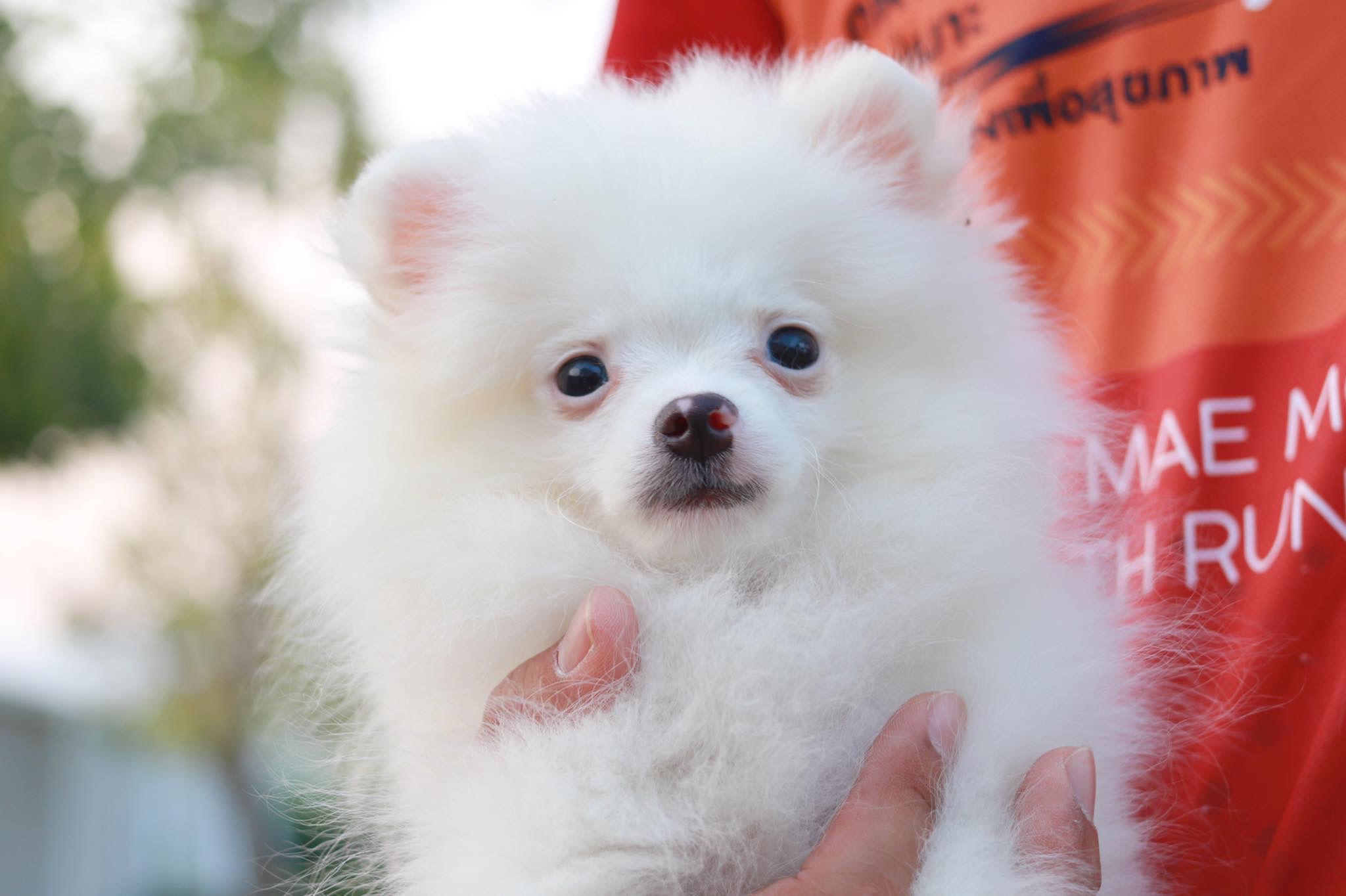 ปอมเมอเรเนียน เพศผู้ สามเดือน