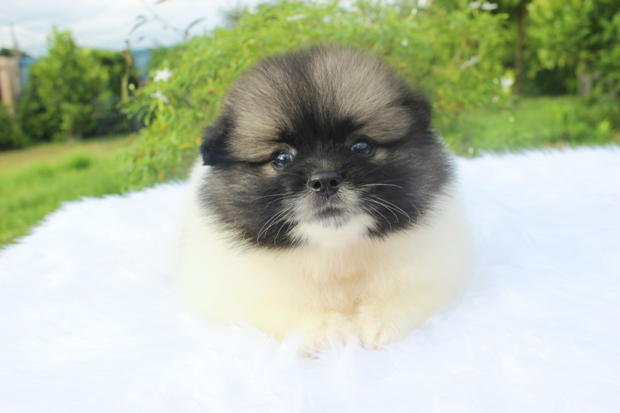 ปอมเมอเรเนียน เพศผู้แฟนซี