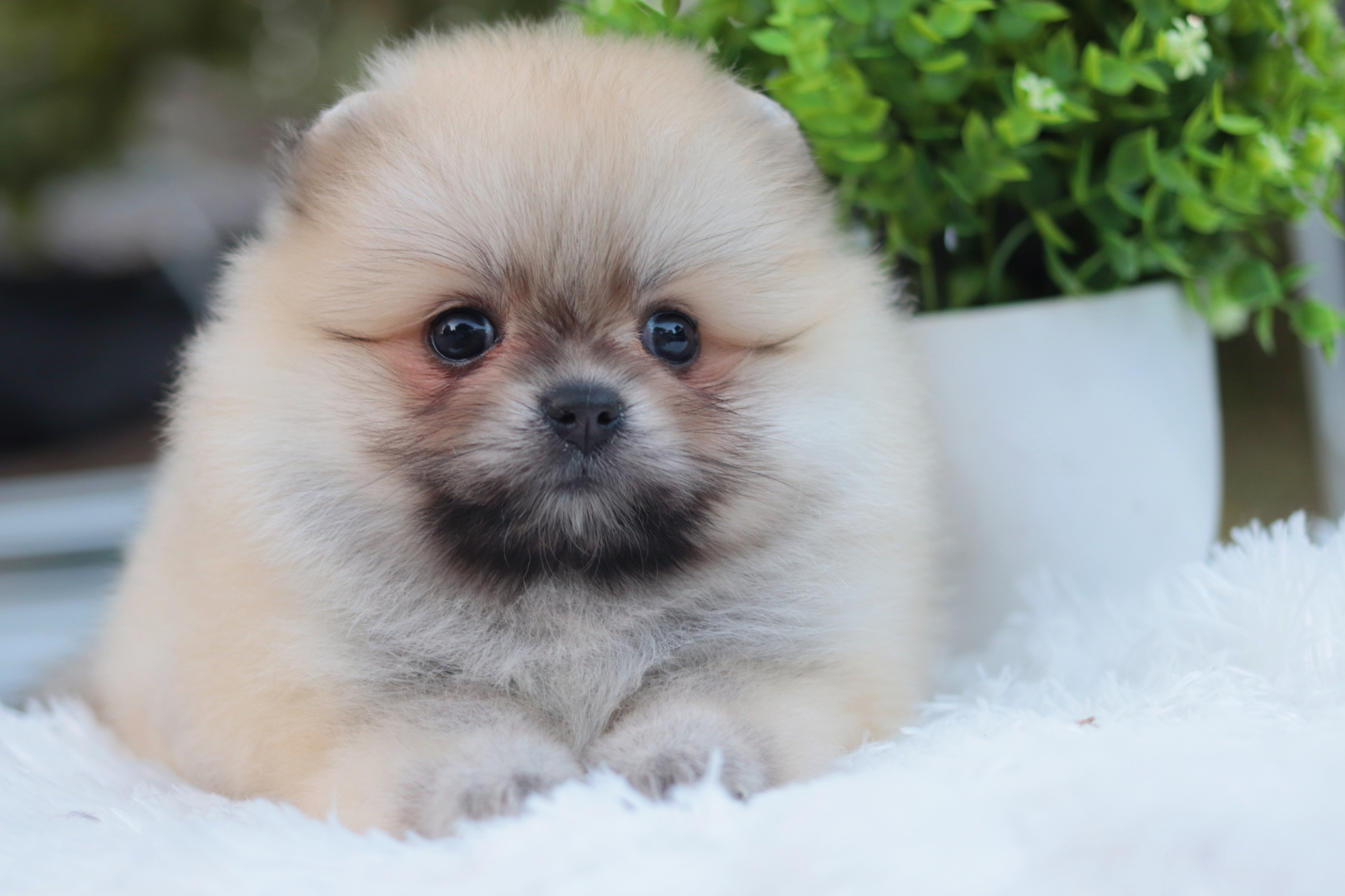 ปอมเมอเรเนียน เพศเมียสีส้ม หน้าตุ๊กตา