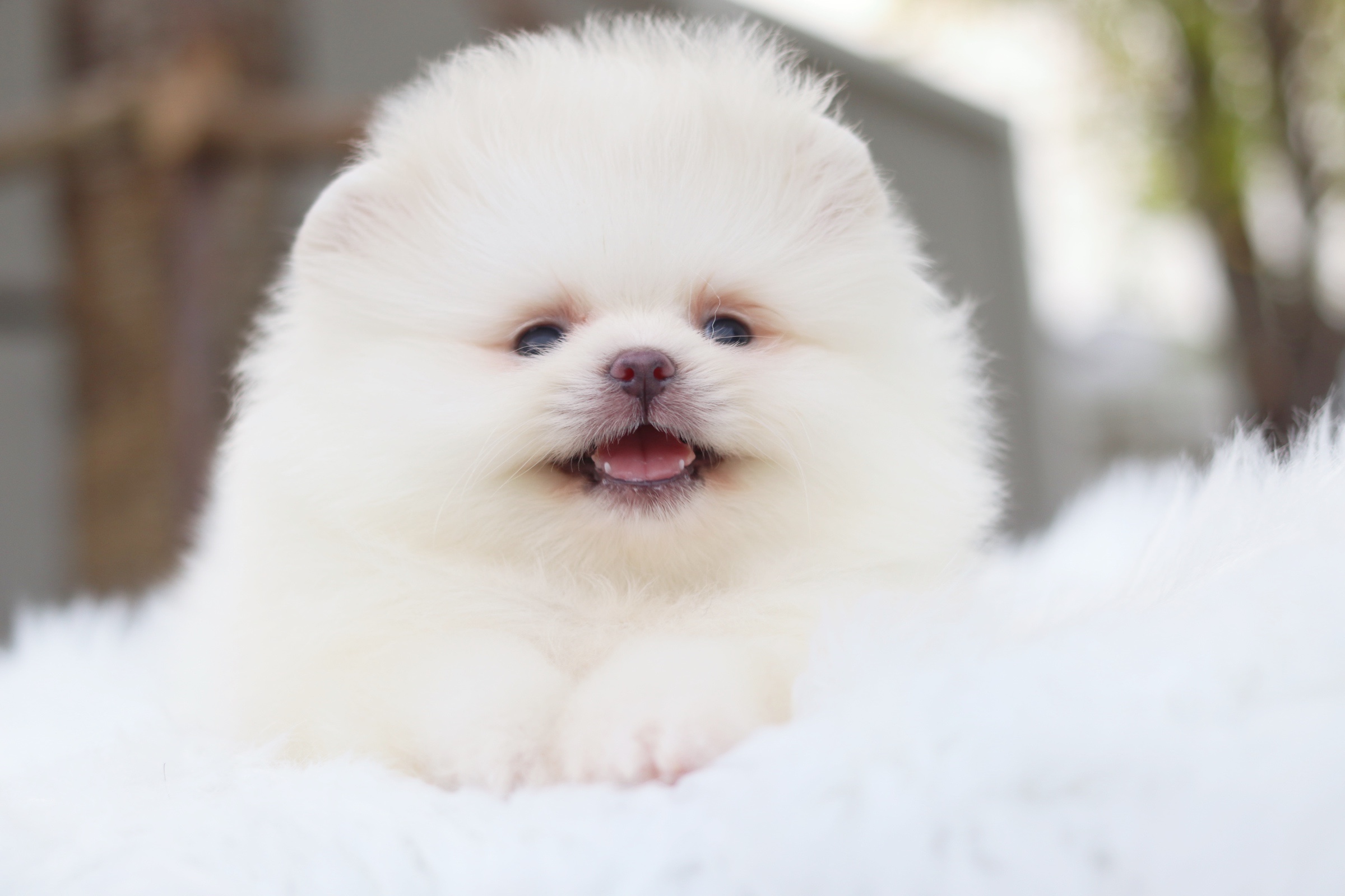 ปอมเมอเรเนียน เพศเมียสีขาวครีม