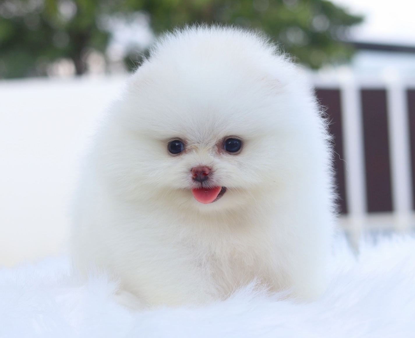 ปอมเมอเรเนียน เพศเมียสีขาว เกรดโชว์ พร้อมใบเพ็ดเต็มใบ