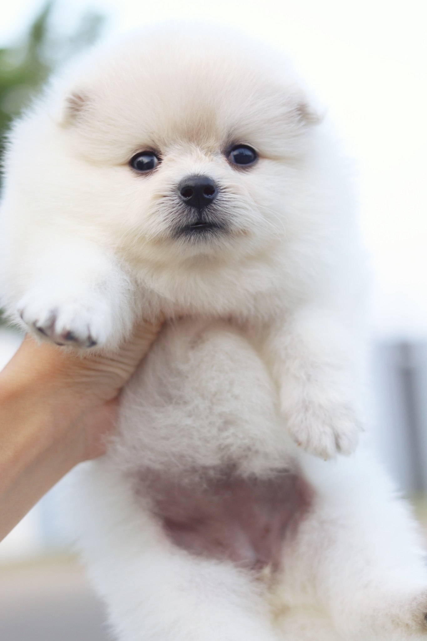 ปอมเมอเรเนียน เพศเมียสีขาวครีม