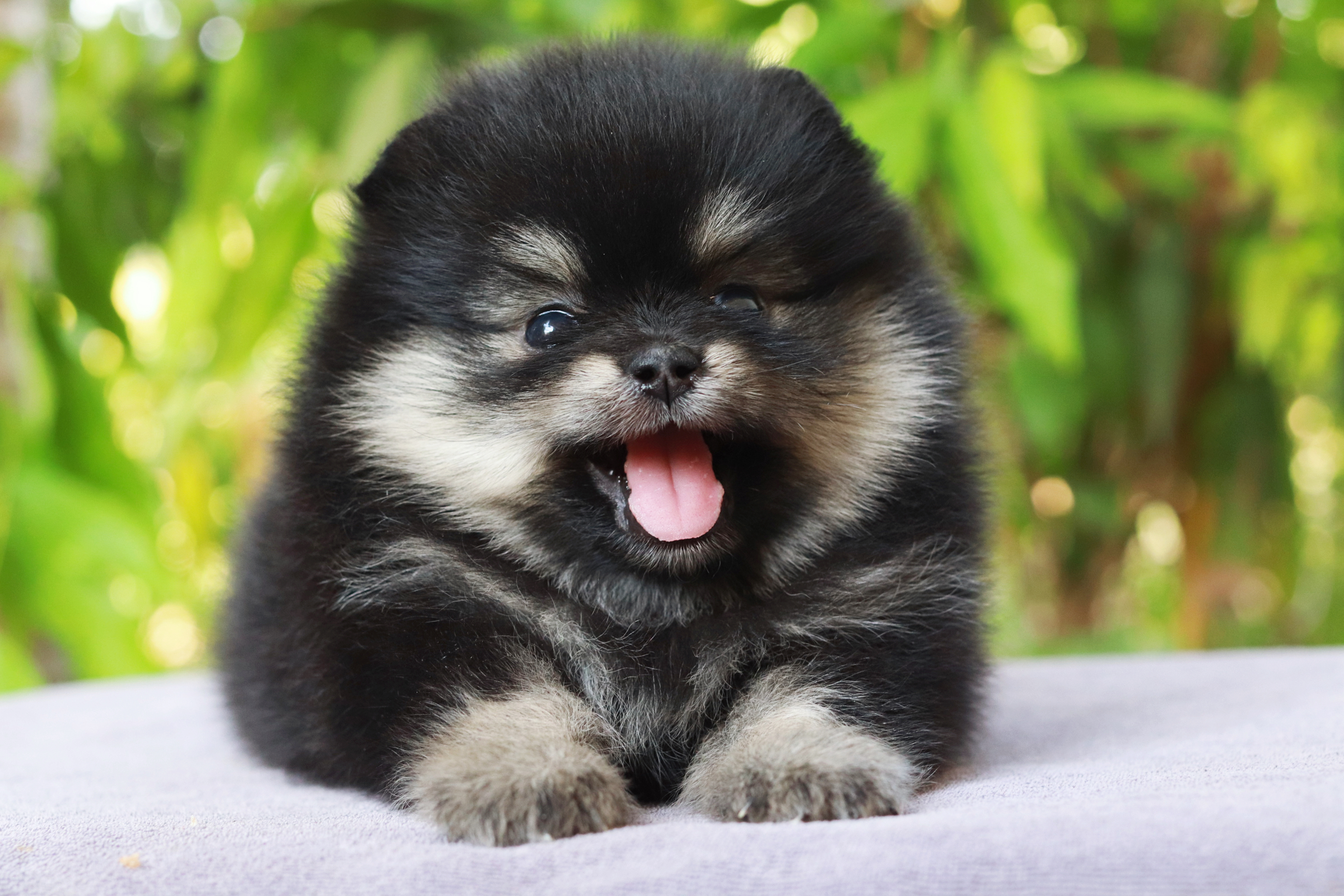 ปอมเมอเรเนียน เพศเมีย