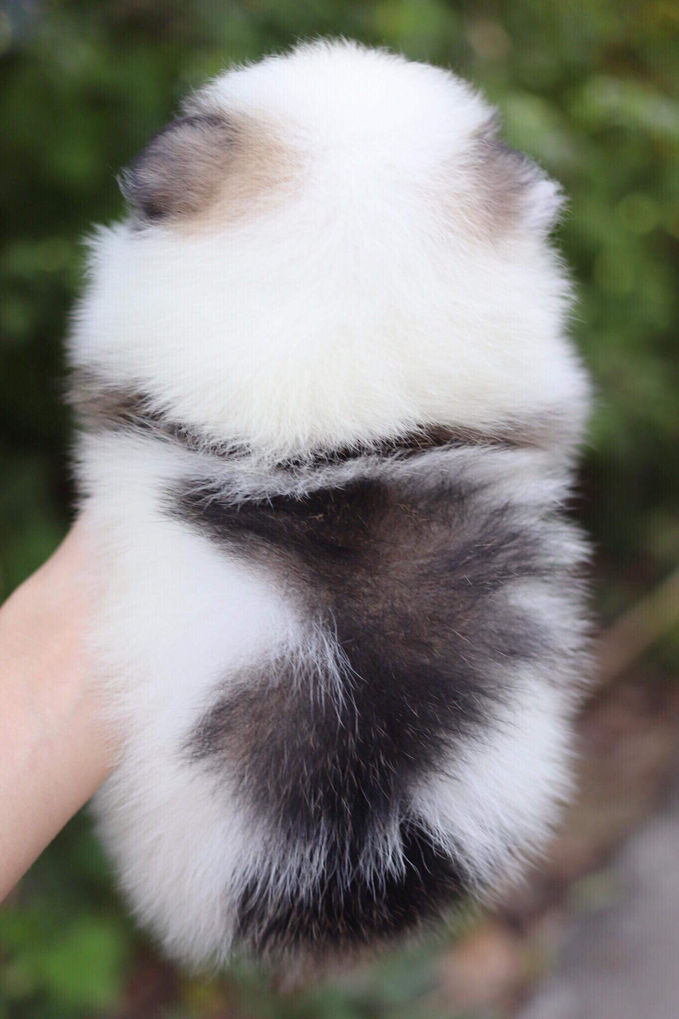 ปอมเมอเรเนียน เพศเมีย