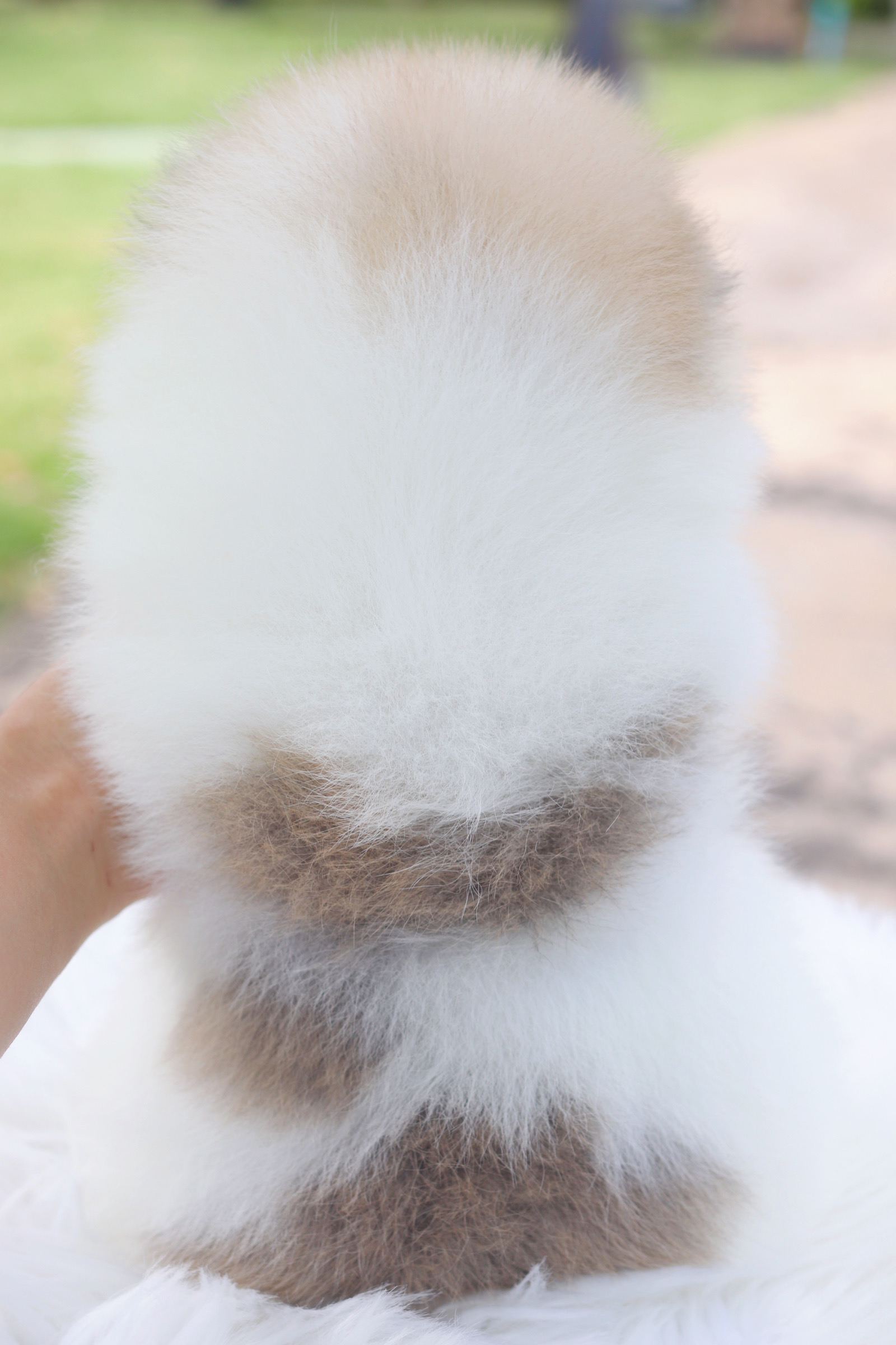 ปอมเมอเรเนียน เพศผู้สีแฟนซีเกรดโชว์