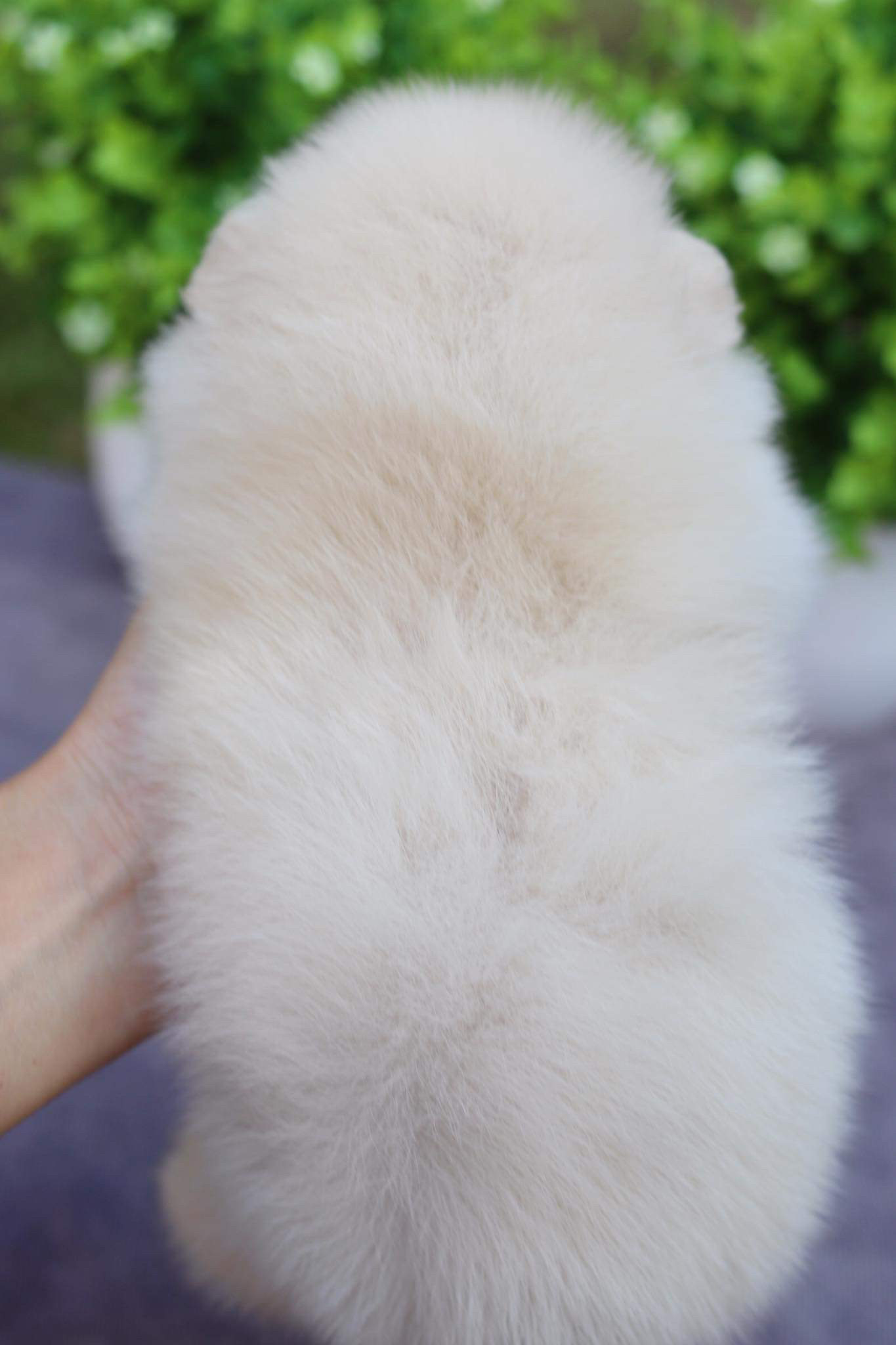 ปอมเมอเรเนียน เพศผู้