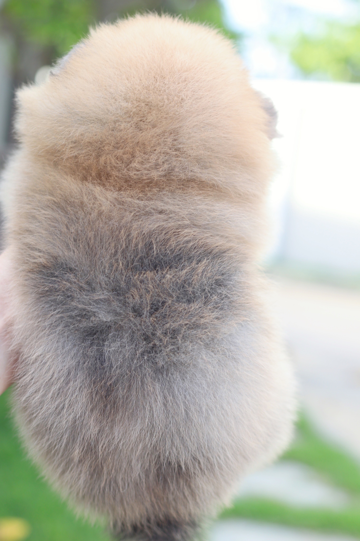 ปอมเมอเรเนียน เพศผู้ สีส้ม