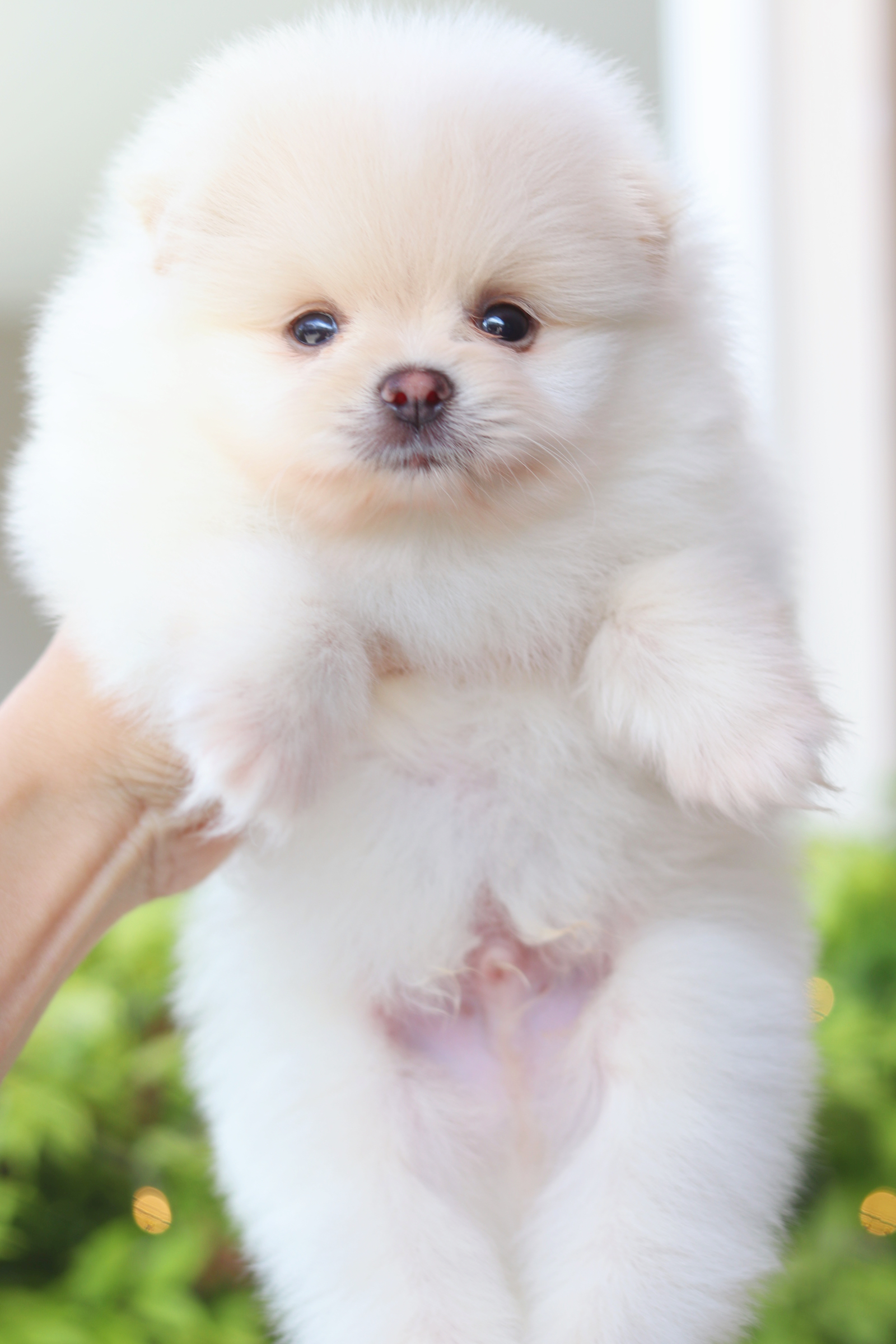 ปอมเมอเรเนียน เพศผู้ สีครีม