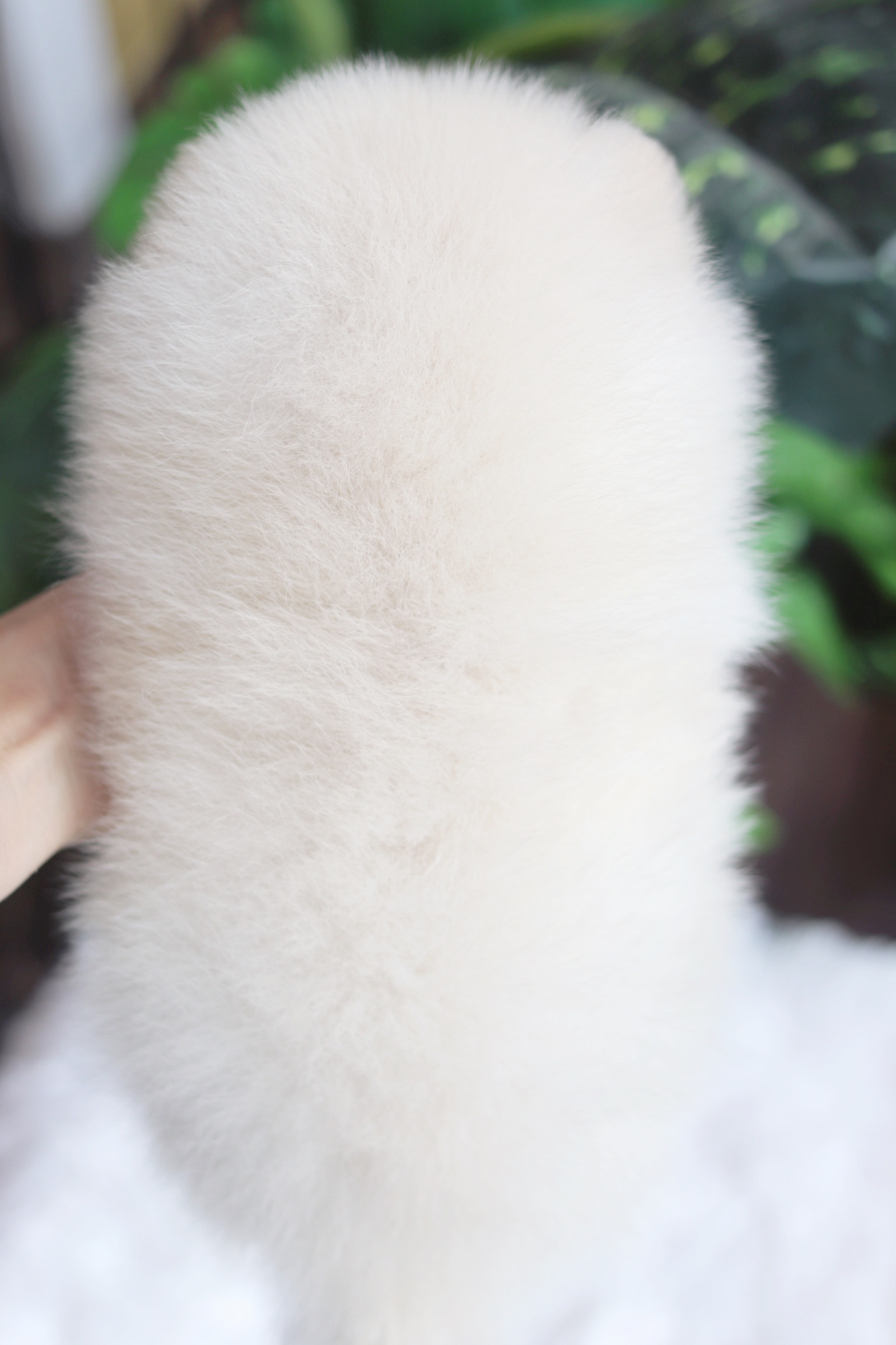 ปอมเมอเรเนียน เพศผู้ ขาวครีม