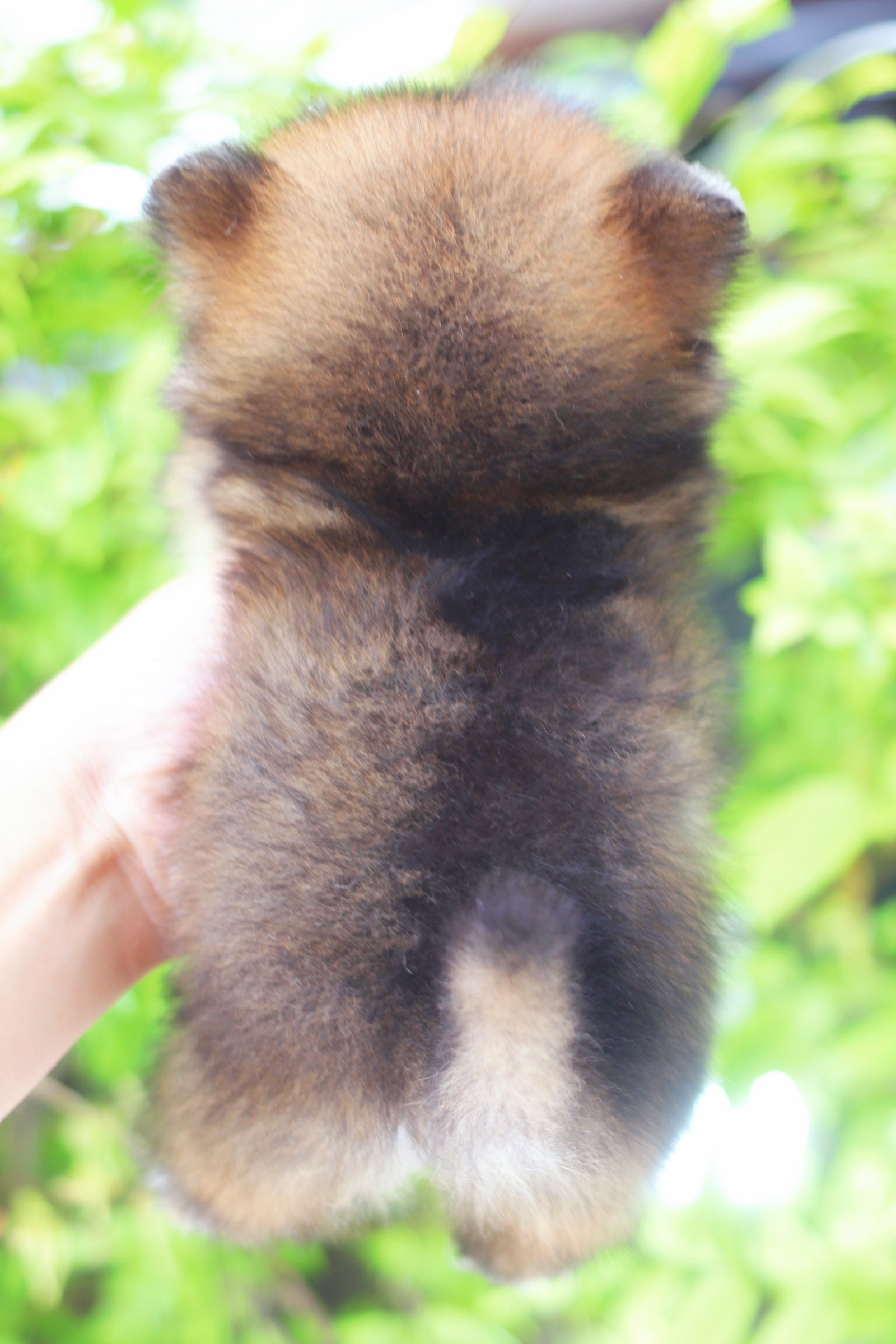 ปอมเมอเรเนียน เพศเมียสีส้มทีคัพ