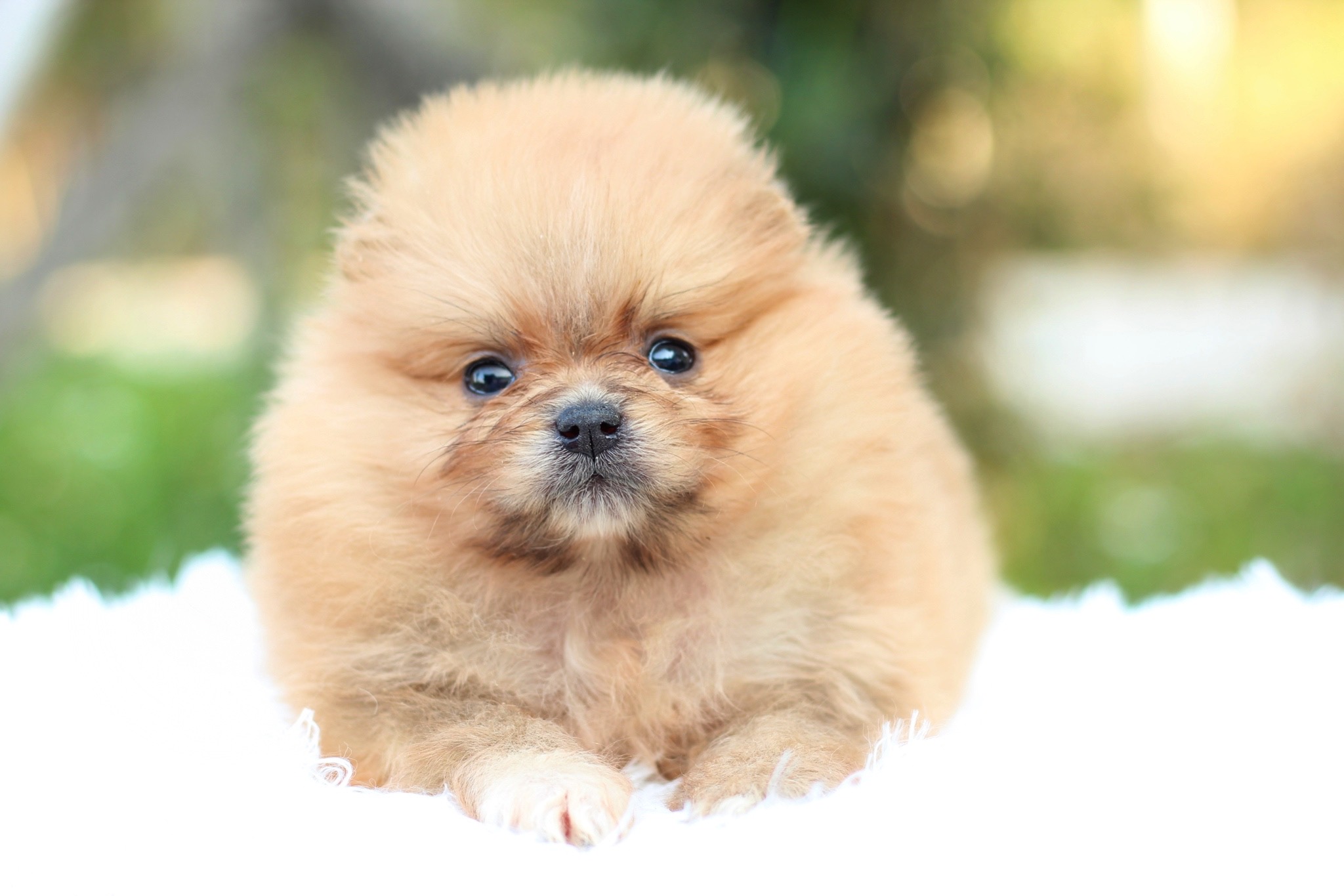 ปอมเมอเรเนียน เพศเมียสีส้ม