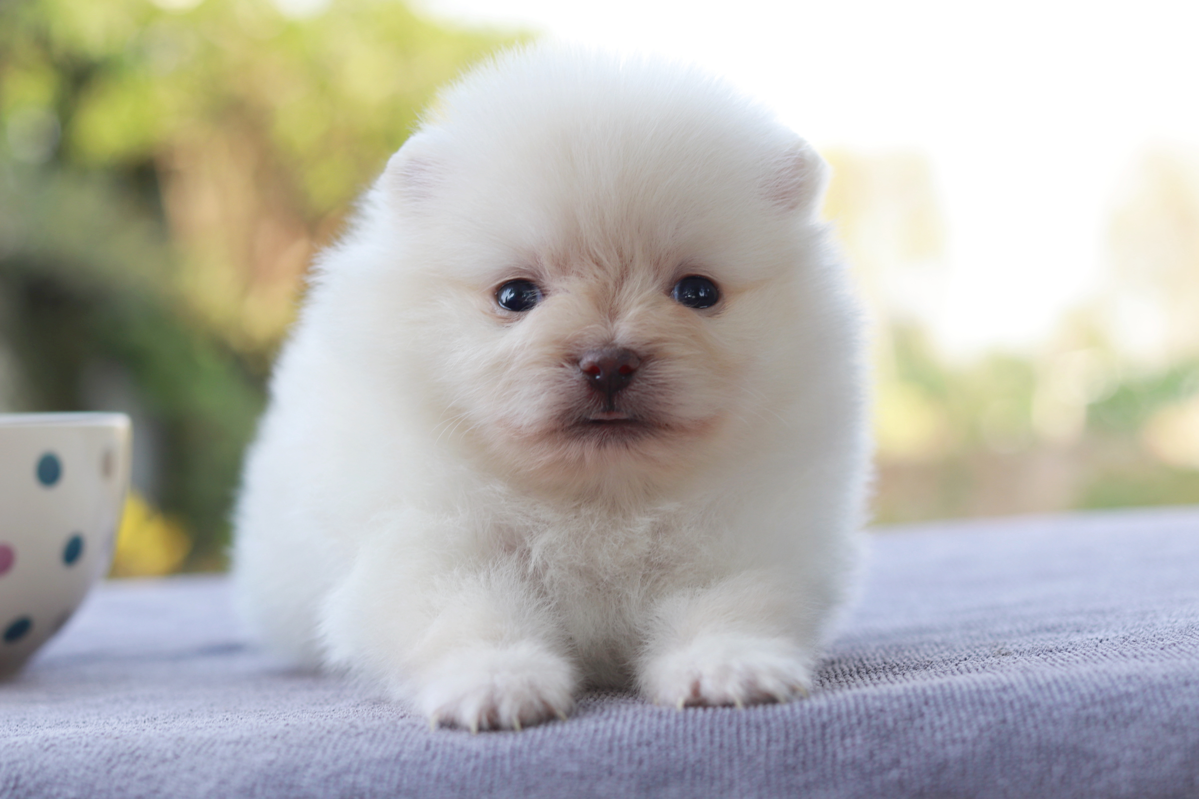 ปอมเมอเรเนียน เพศเมีย ทีคัพ