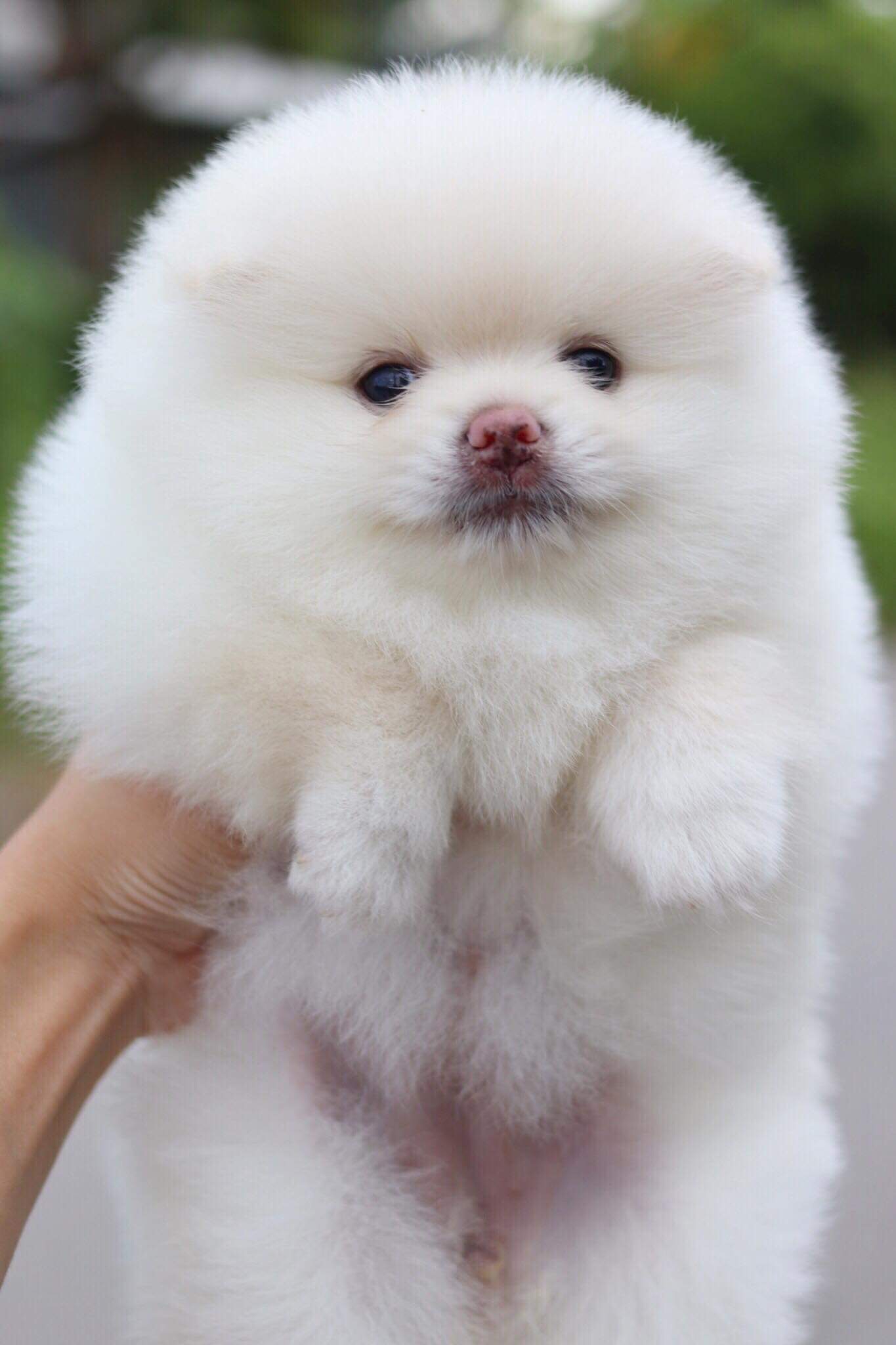 ปอมเมอเรเนียน เพศเมีย