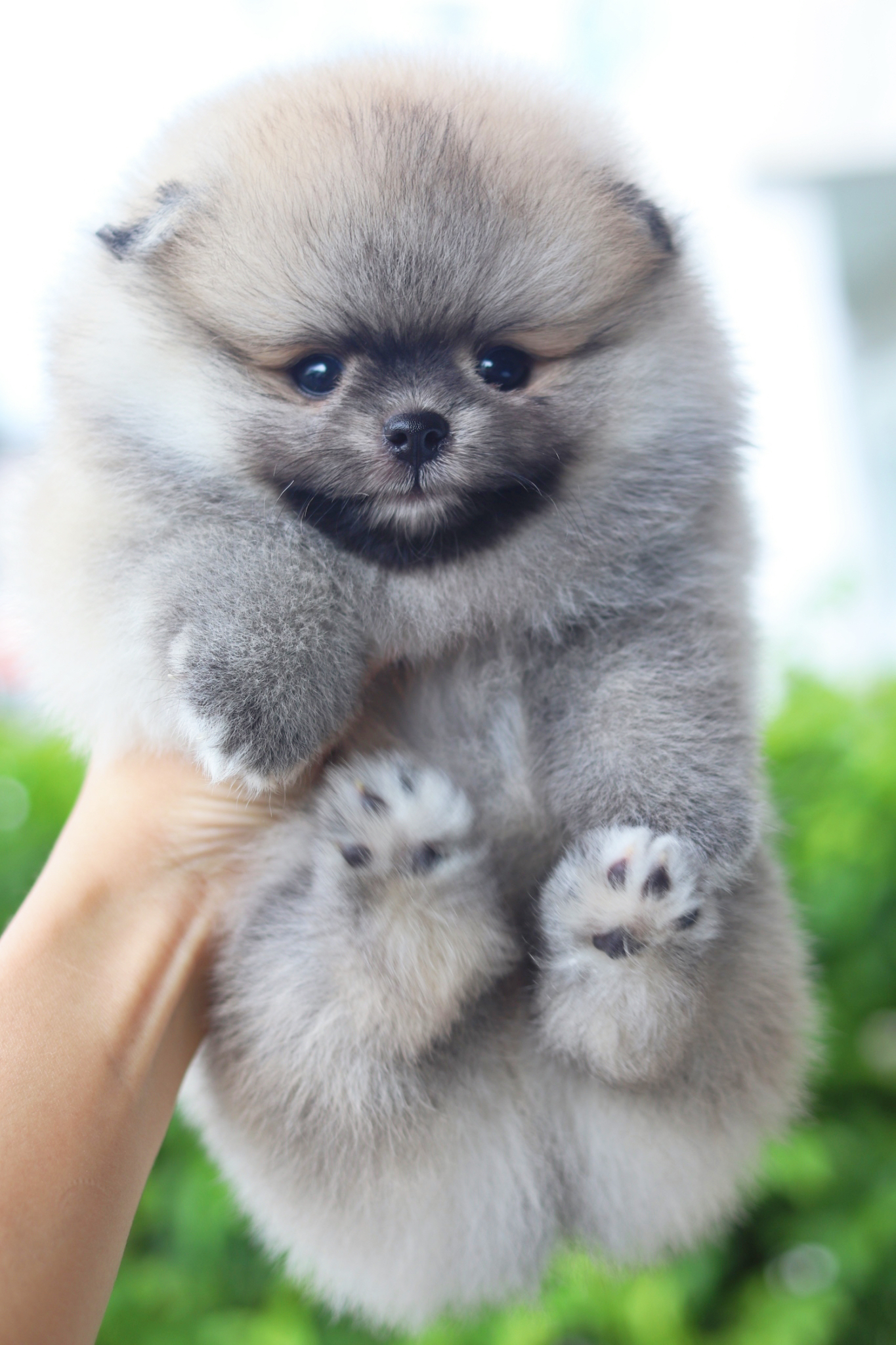 ปอมเมอเรเนียน เพศผู้สีส้ม