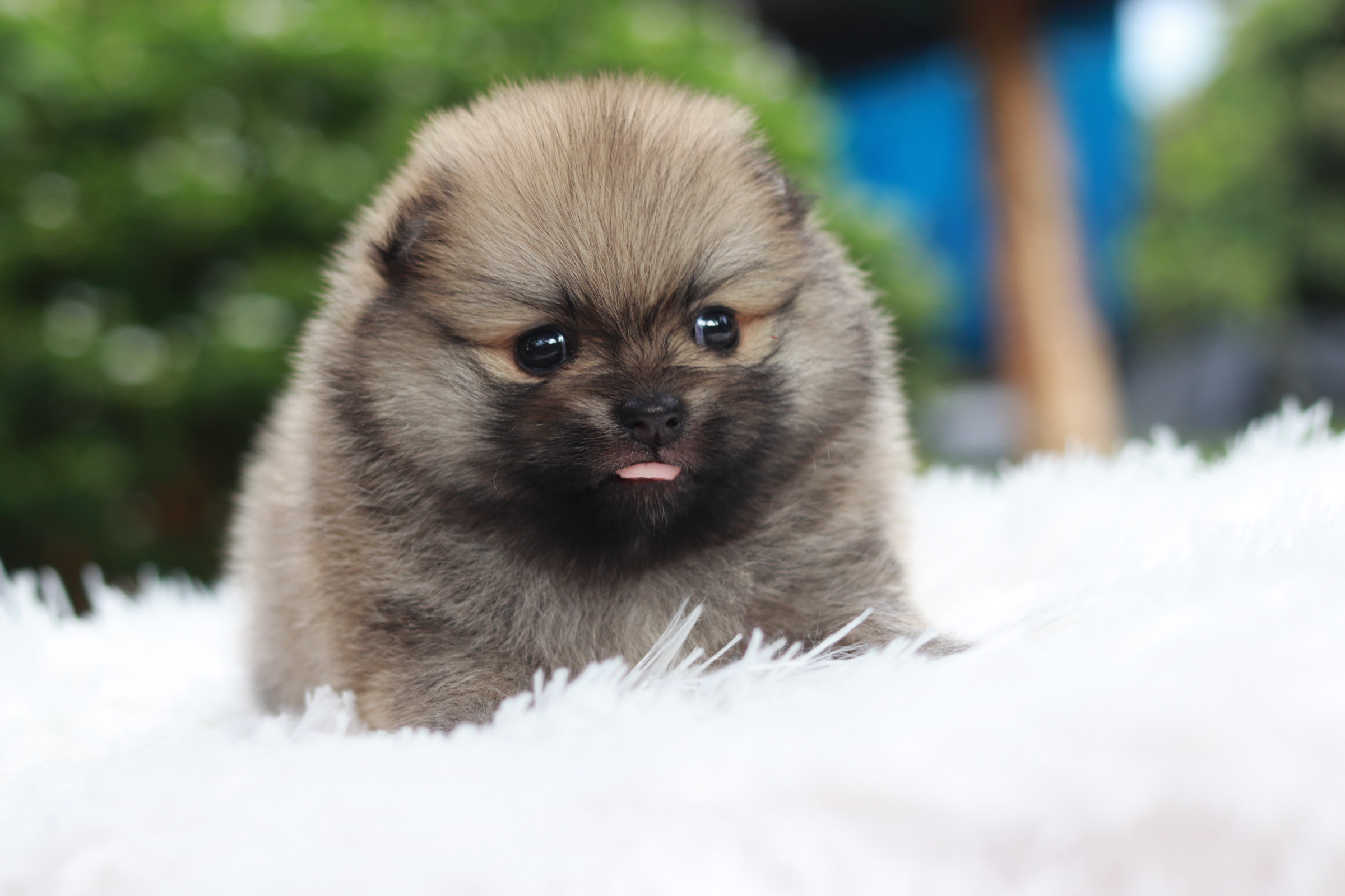 ปอมเมอเรเนียน เพศผู้ สีส้มหน้าตุ๊กตา