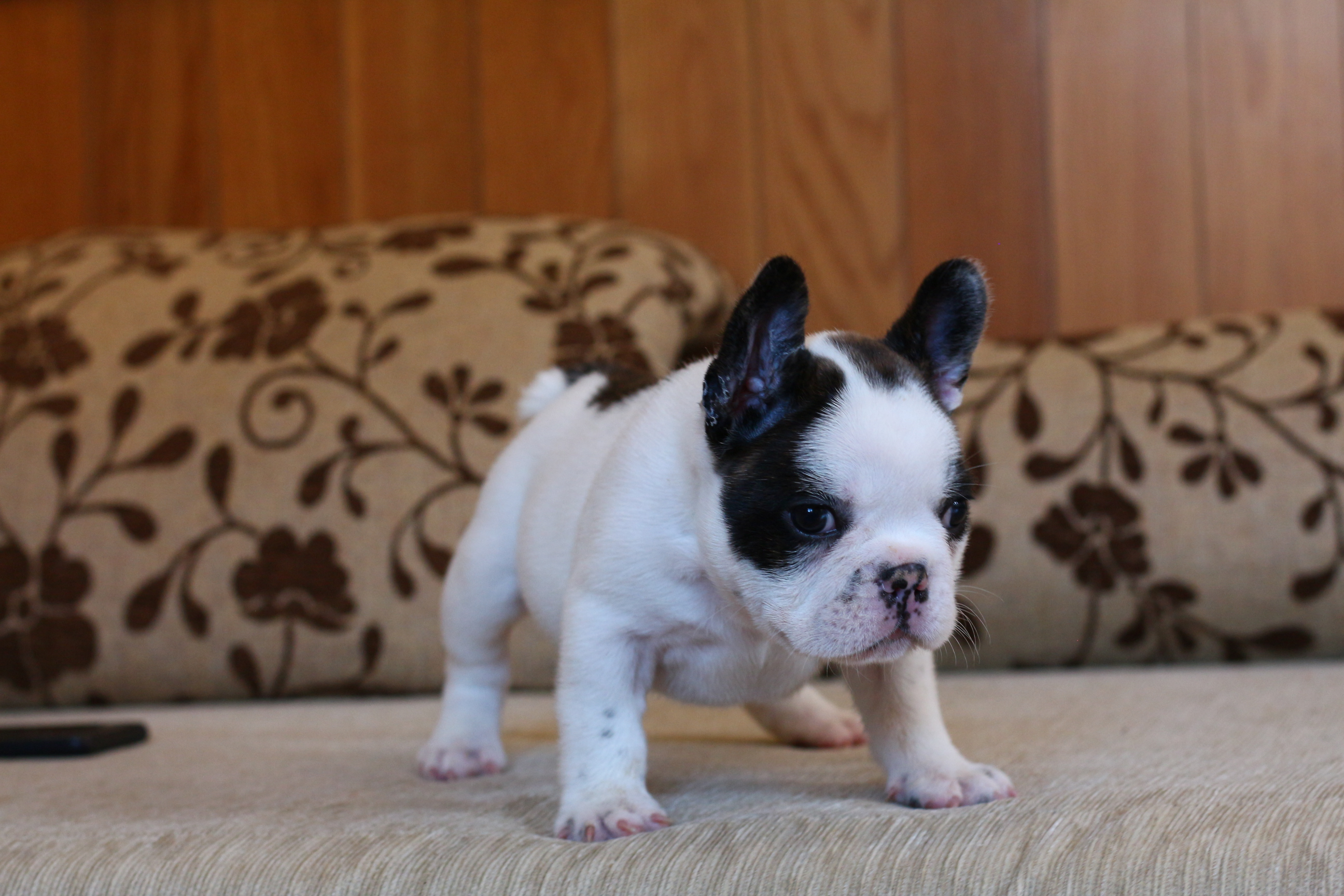 น้องไข่ตุ๋น เฟรนช์บูลด็อกสวยๆ โครงสร้างหนา ตัวอวบอ้วน