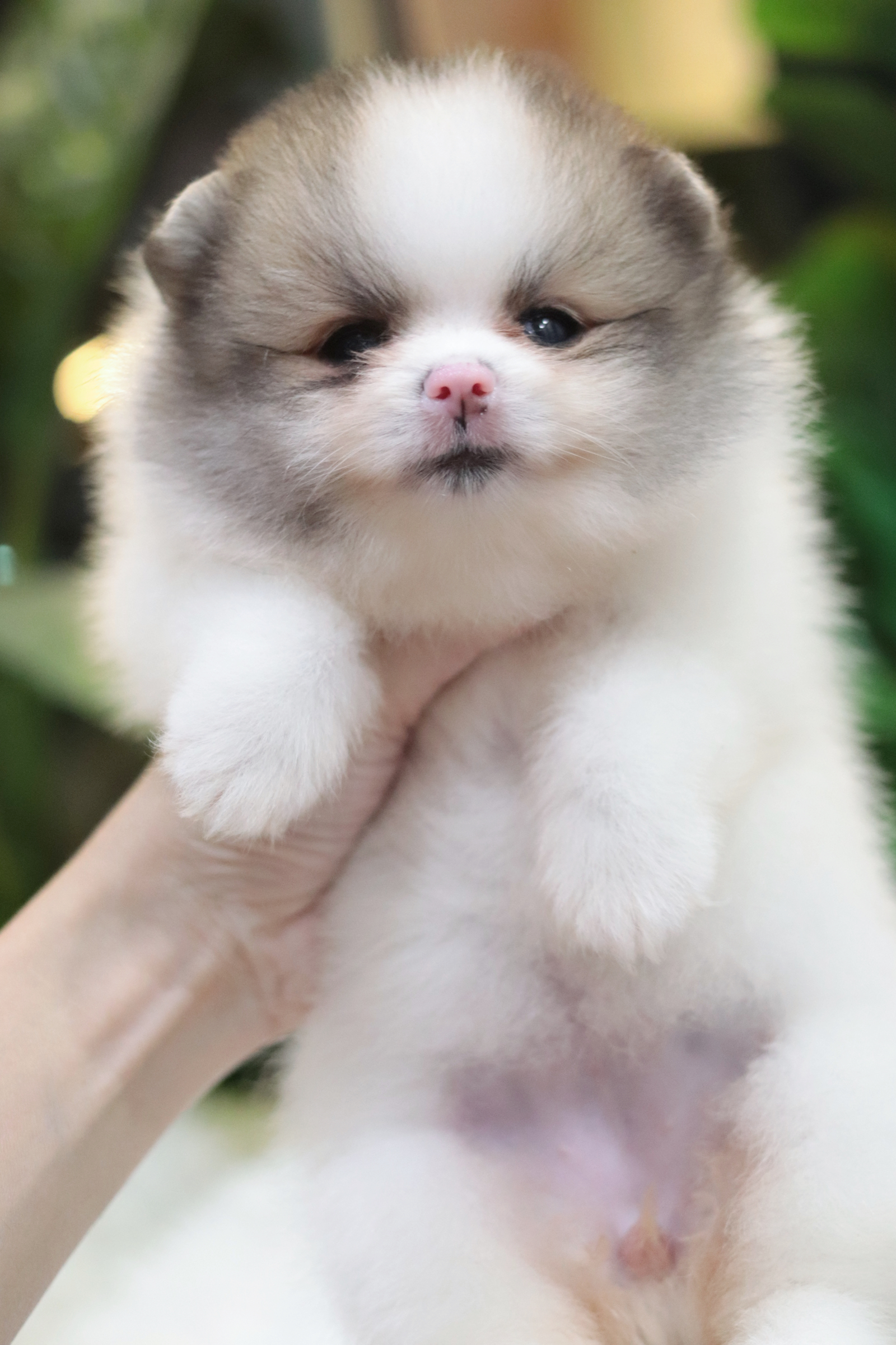 ปอมเมอเรเนียน เพศเมียแฟนซี