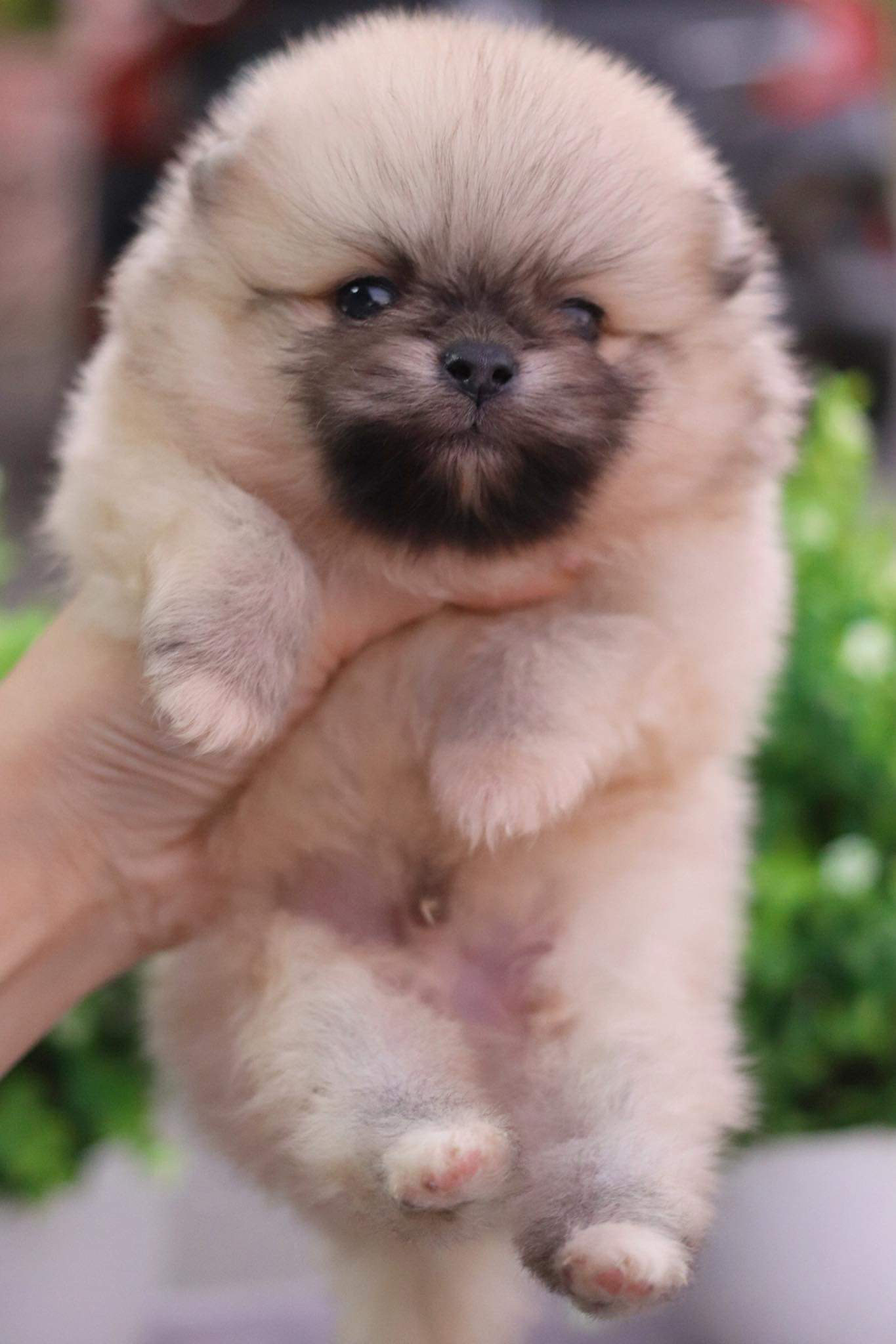 ปอมเมอเรเนียน เพศผู้