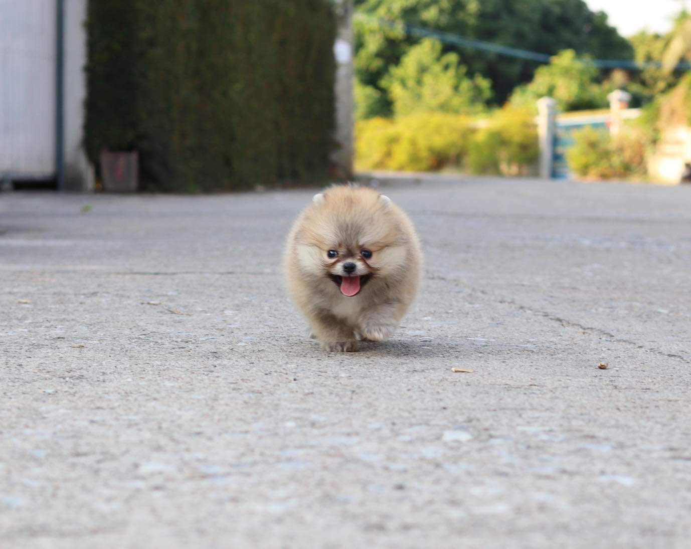 ปอมเมอเรเนียน เพศเมีย