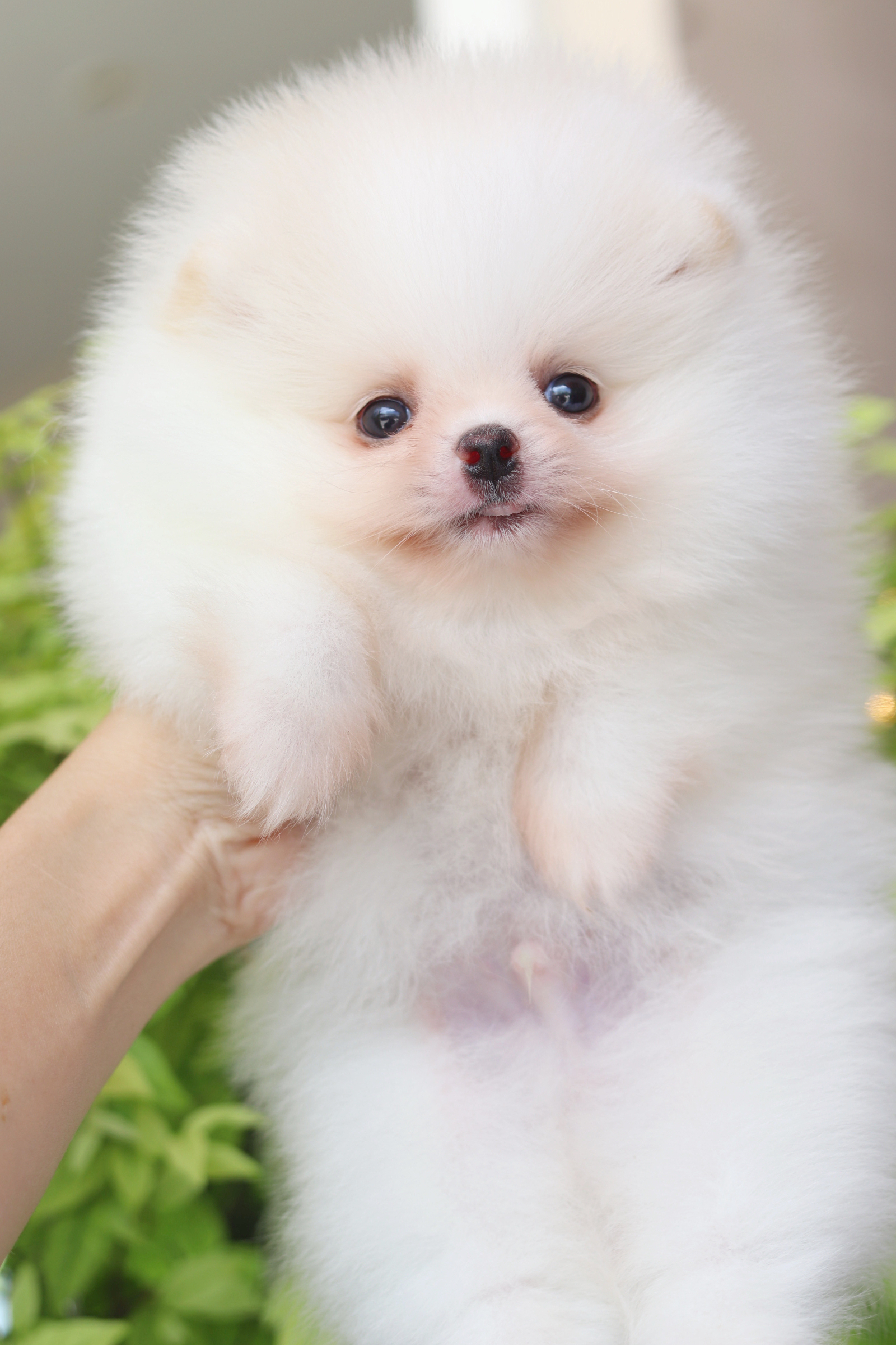 ปอมเมอเรเนียน เพศผู้สีขาวครีมเกรดโชว์